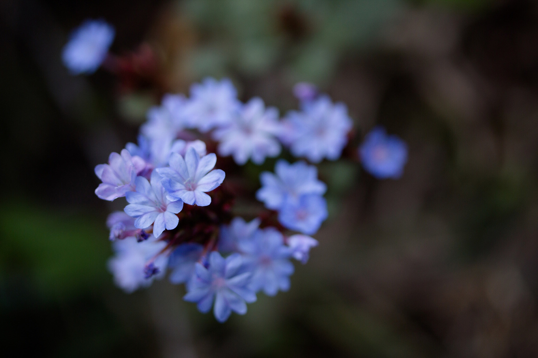 Canon EF-S 60mm F2.8 Macro USM sample photo. ฟ้าคราม photography