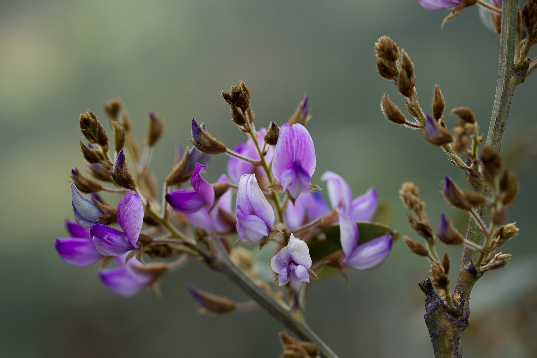 Canon EF-S 60mm F2.8 Macro USM sample photo. ดอกไม้ ดอยหลวงเชียงดาว photography