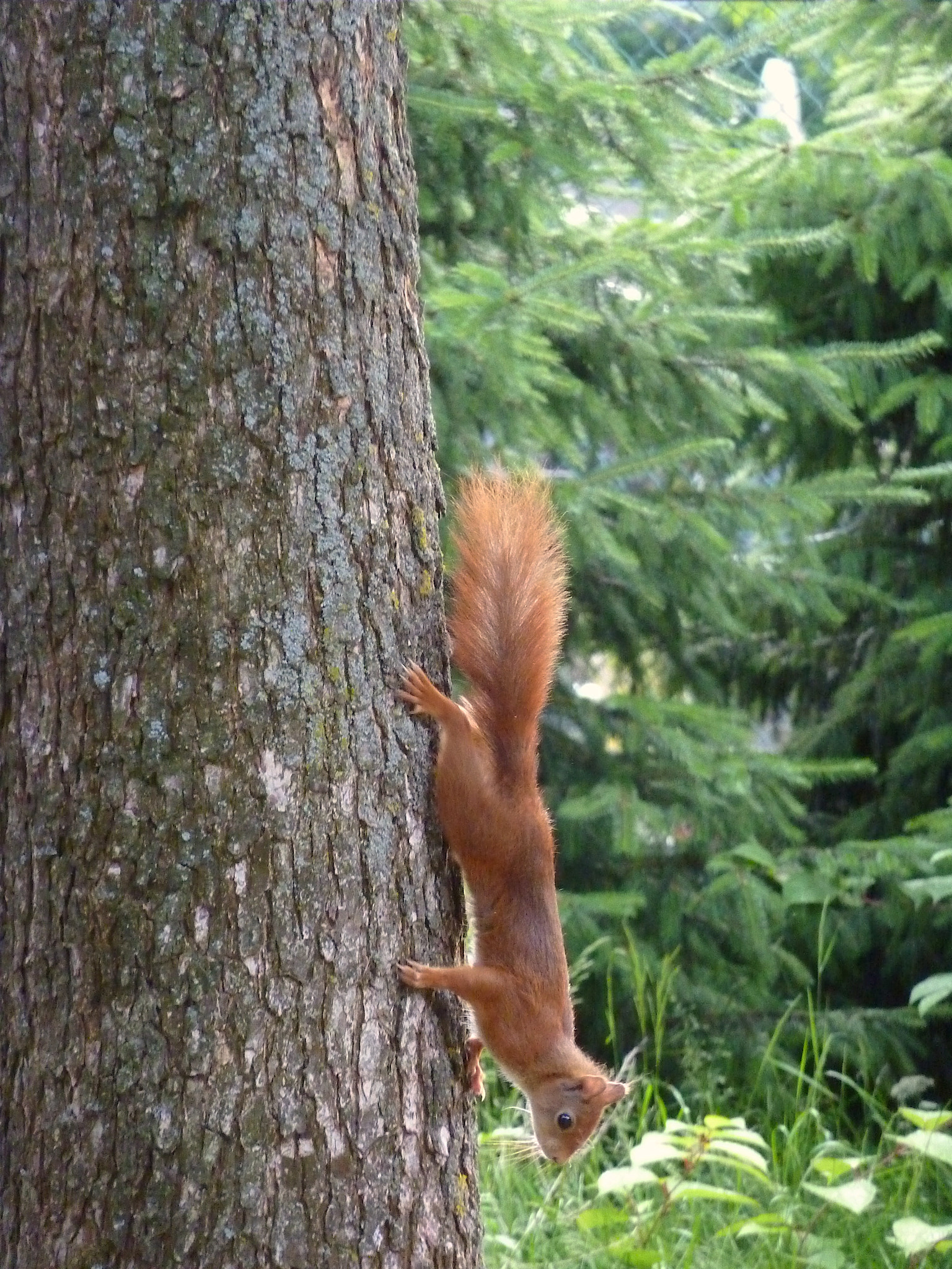 Panasonic Lumix DMC-ZS1 (Lumix DMC-TZ6) sample photo. Squirrel photography