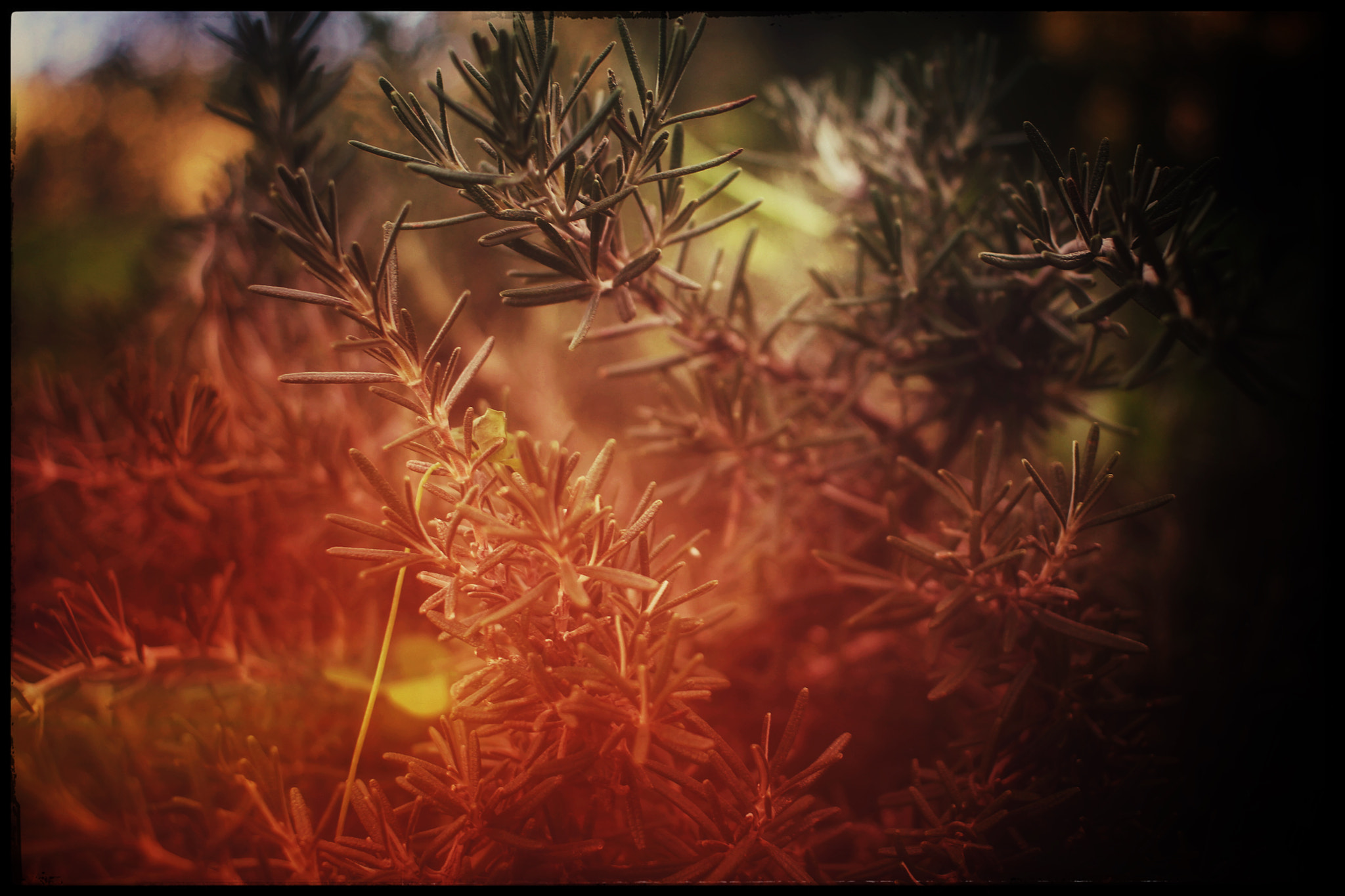 Canon EF-S 24mm F2.8 STM sample photo. Red scrub photography