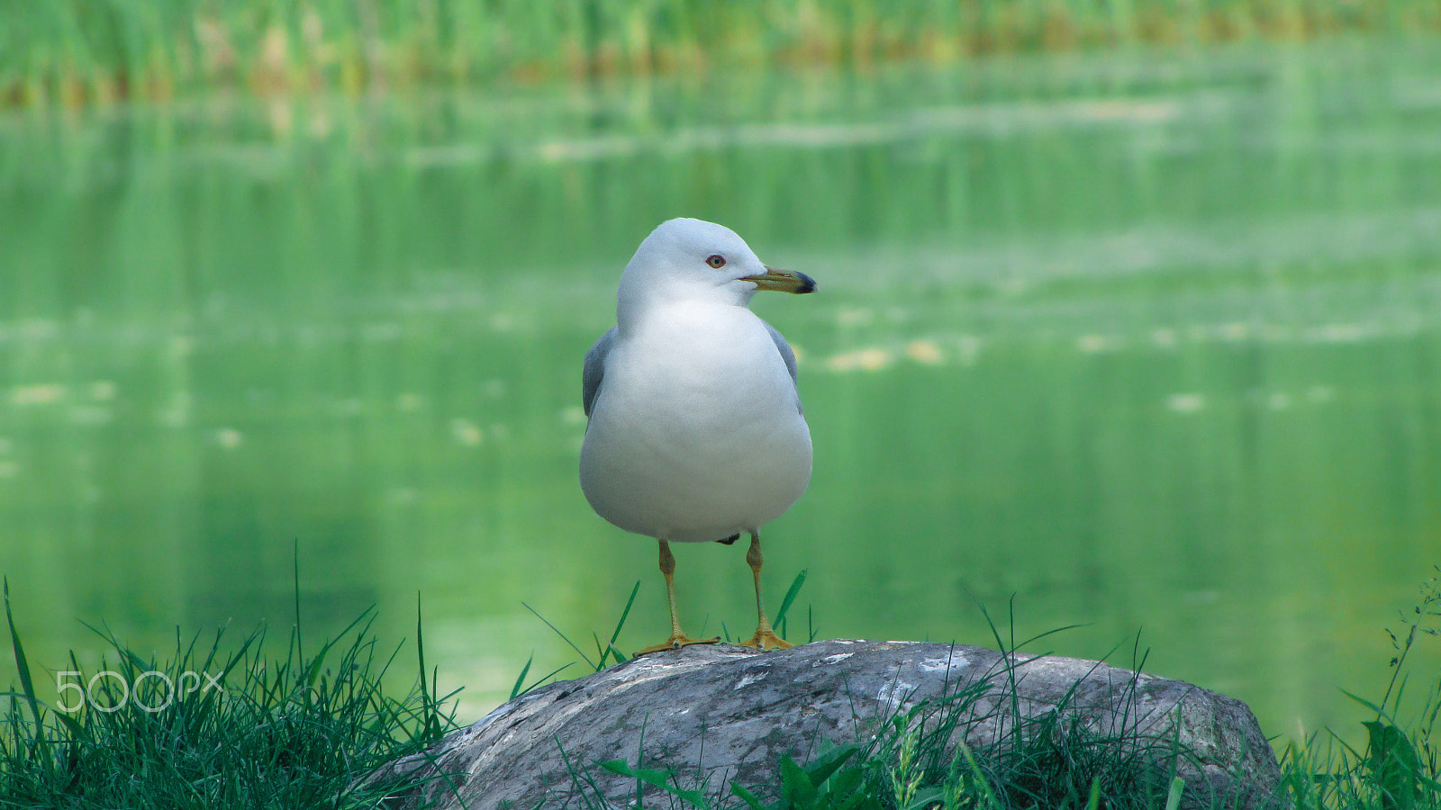 Canon PowerShot SX1 IS sample photo. A well-fed seagull photography