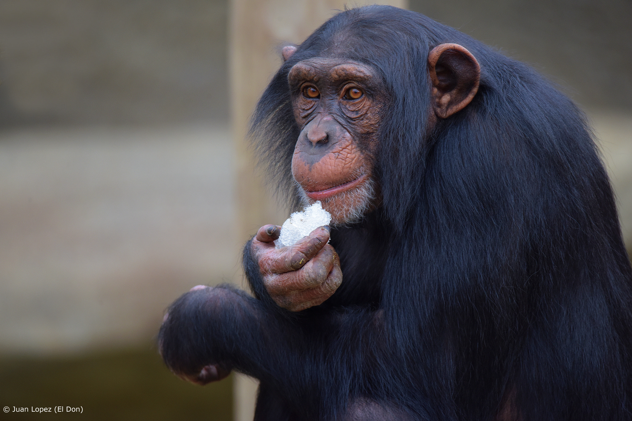 Nikon D810 sample photo. Monkey... eats ice cream!!! photography
