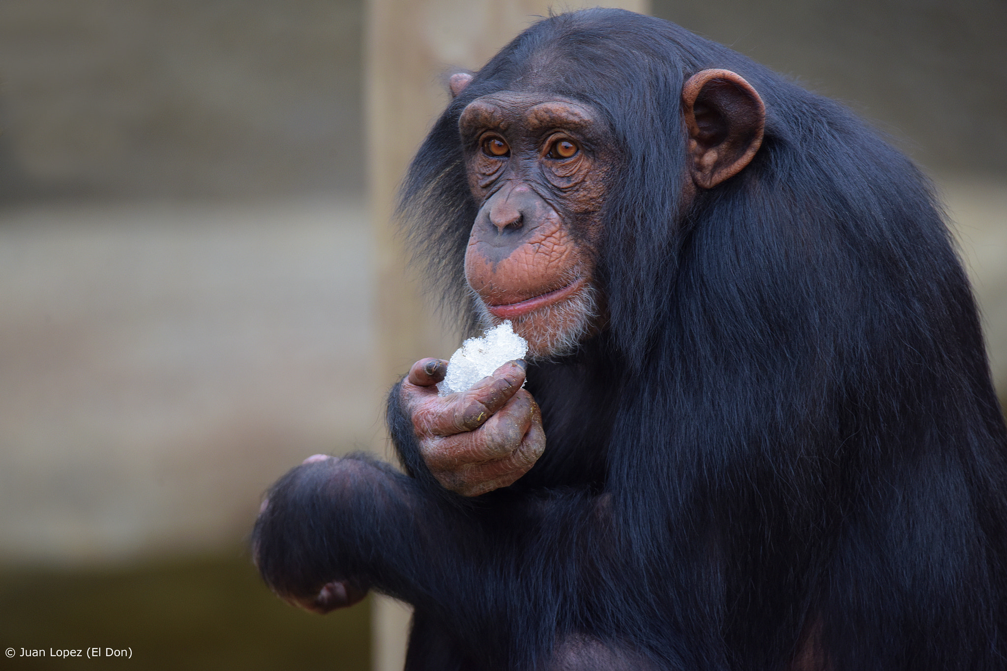 Sigma 150-600mm F5-6.3 DG OS HSM | S sample photo. Monkey... eats ice cream!!! photography