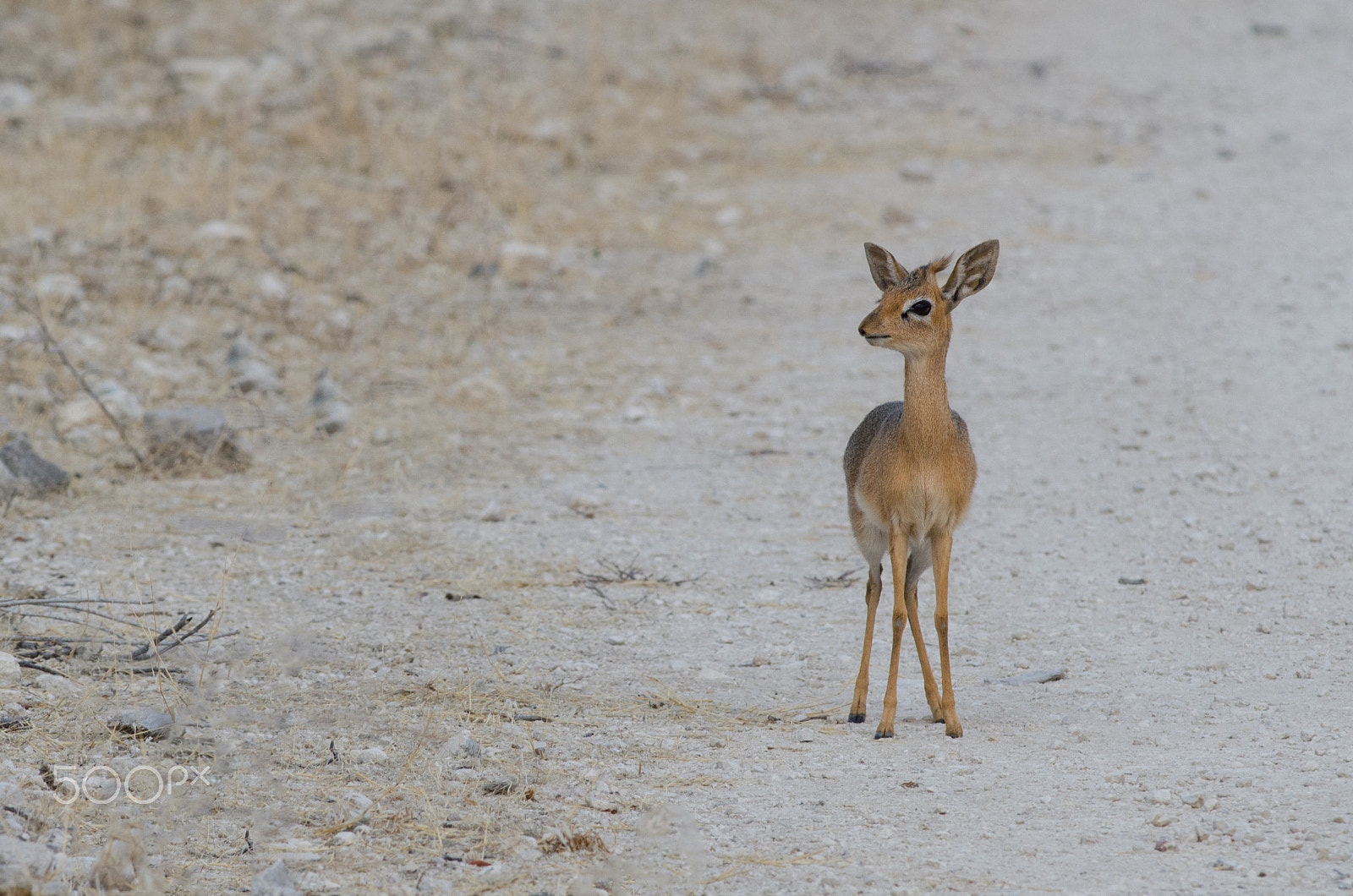 Nikon D7000 + Nikon AF-S Nikkor 300mm F4D ED-IF sample photo. Dik dik on dik dik road photography