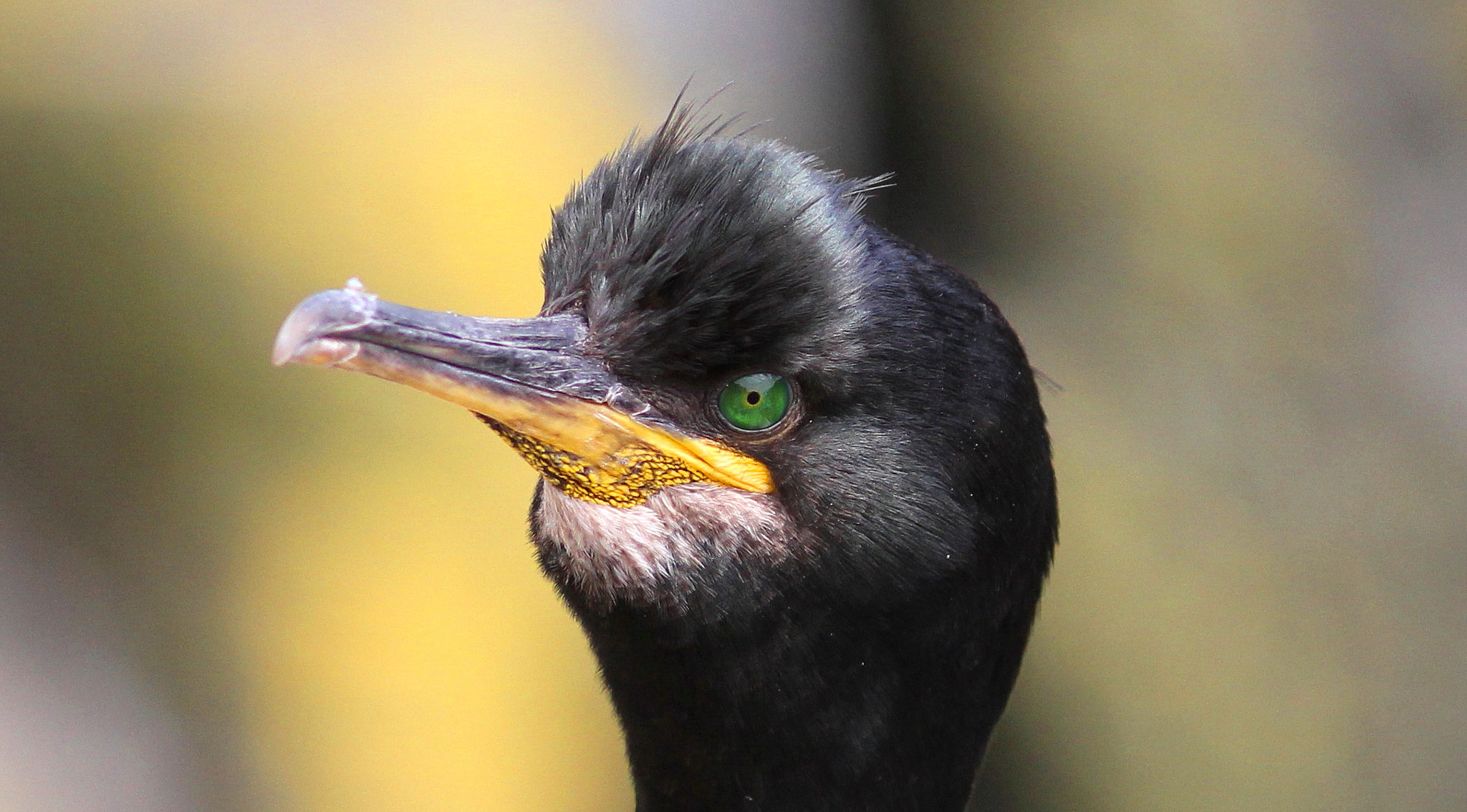 Canon EF 300mm F4L IS USM sample photo. Old green eye photography