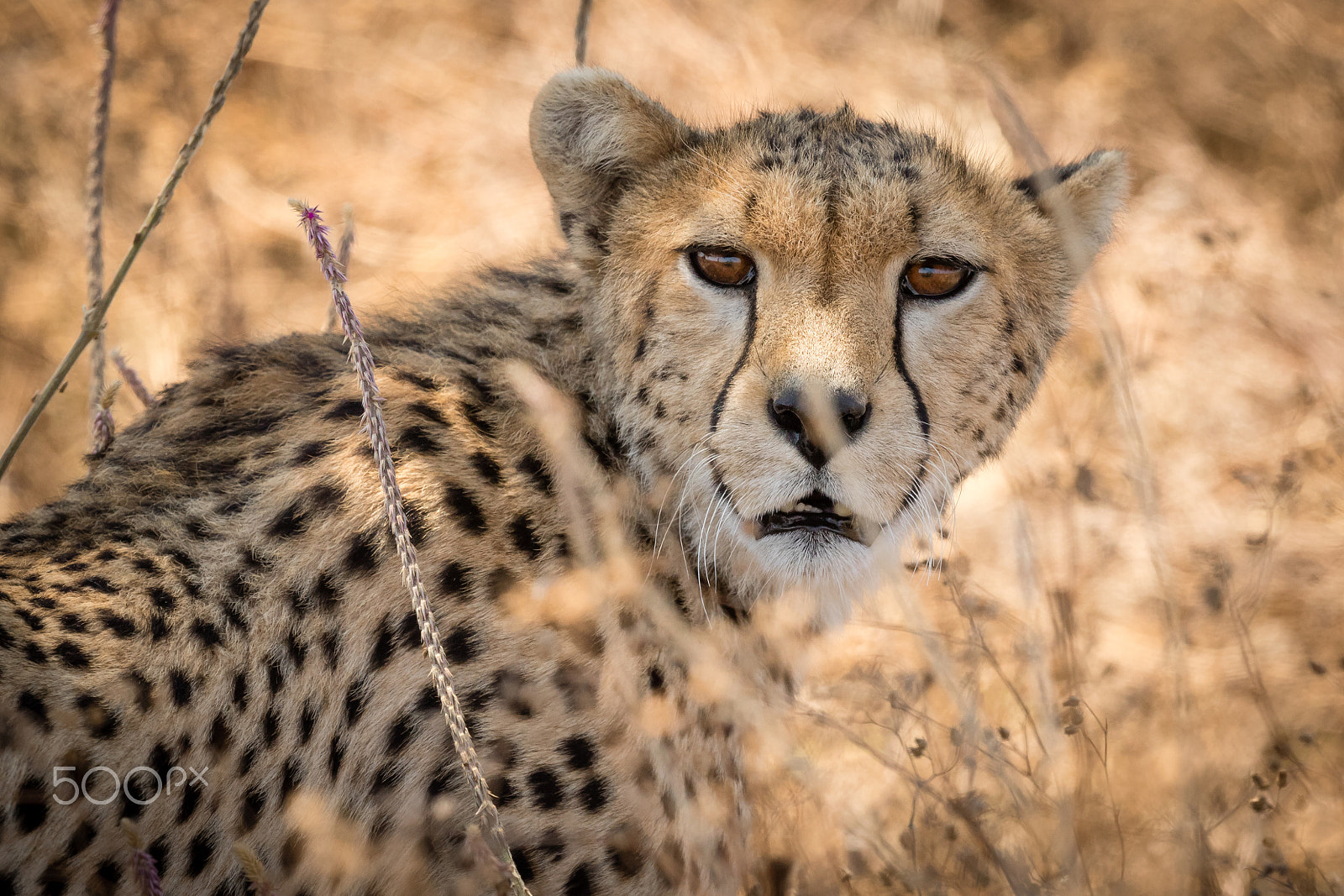 Canon EOS 7D Mark II + Canon EF 500mm F4L IS II USM sample photo. Cheetah! photography