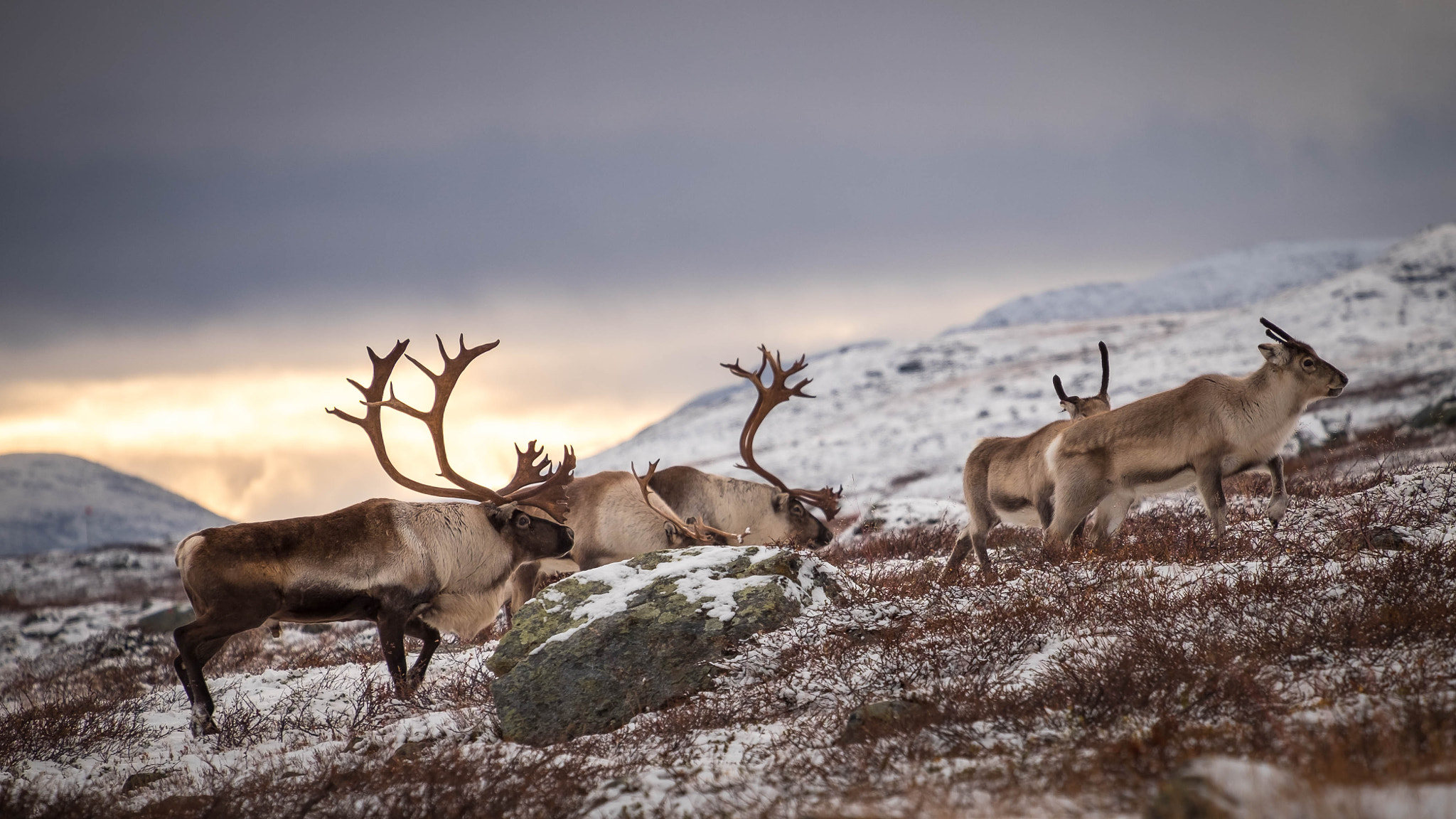 Fujifilm X-E2 + Fujifilm XF 55-200mm F3.5-4.8 R LM OIS sample photo. Male reindeer photography