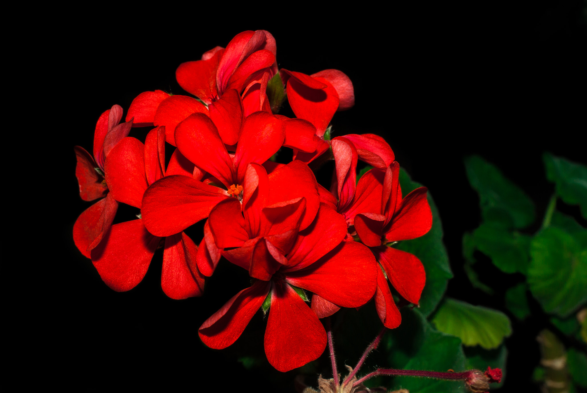 Pentax K10D sample photo. Pelargonium hortorum- geranium - sardunya çiçeği photography