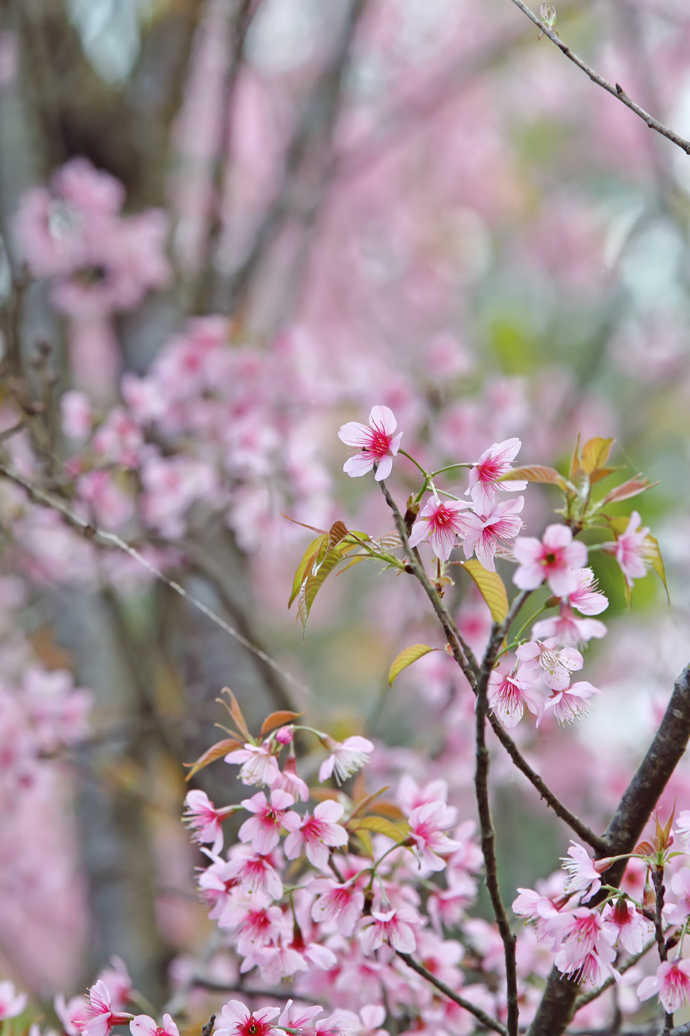 Canon EOS 7D + Sigma 70-200mm F2.8 EX DG OS HSM sample photo. Beautiful pink sakura flower blooming photography