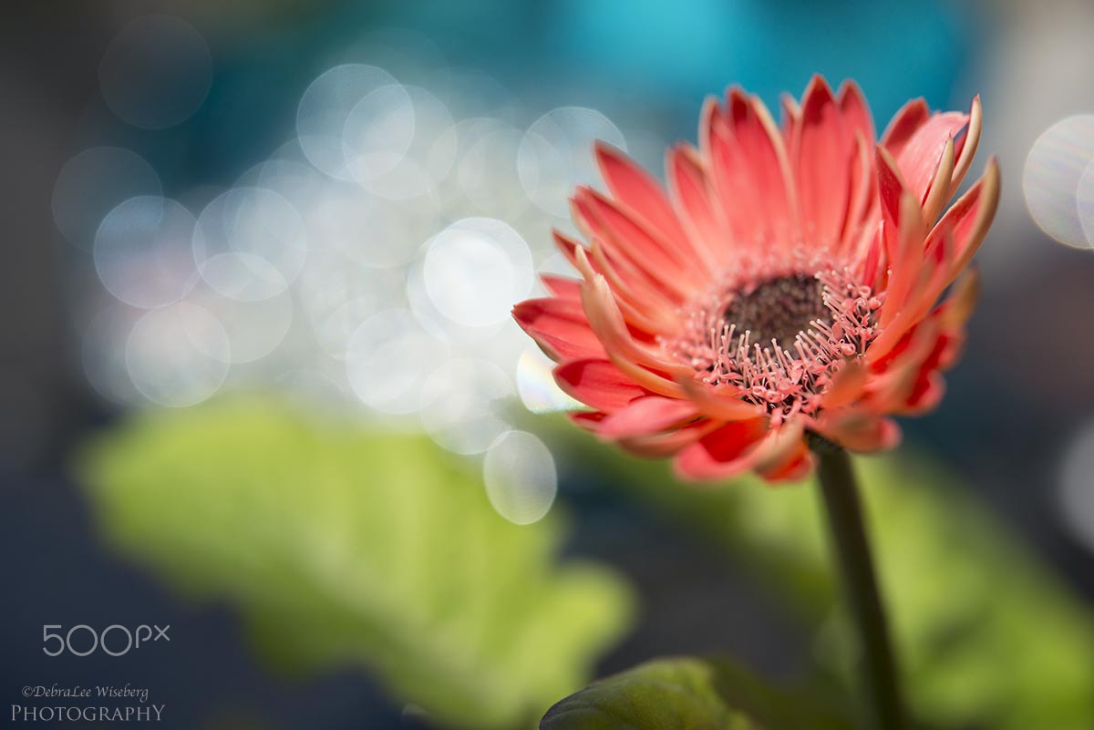 Nikon AF-S Micro-Nikkor 60mm F2.8G ED sample photo. Tiny stamen photography