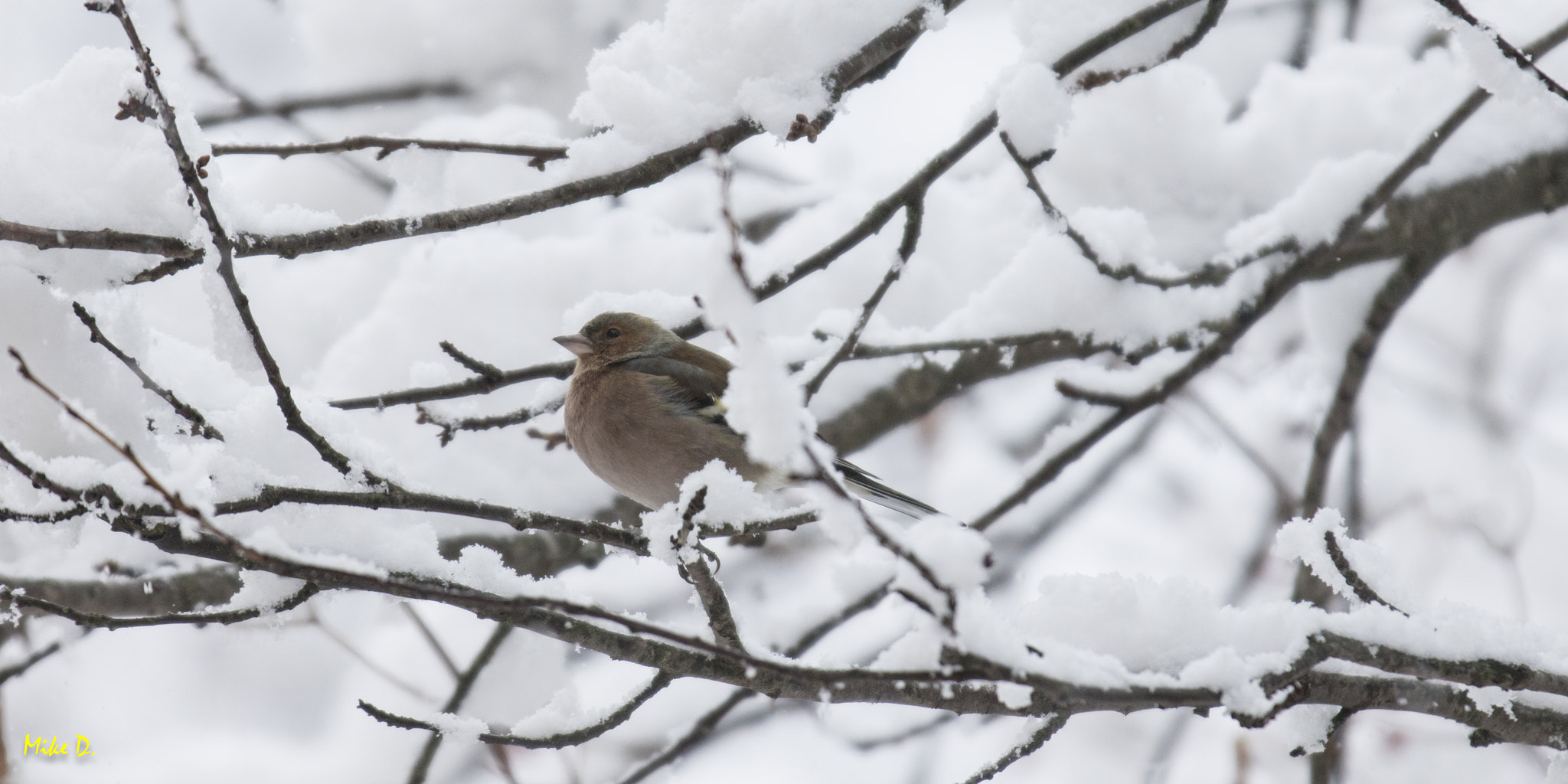 Canon EOS 7D Mark II + Canon EF 70-200mm F2.8L IS II USM sample photo. Pinson des arbres dans la neige photography