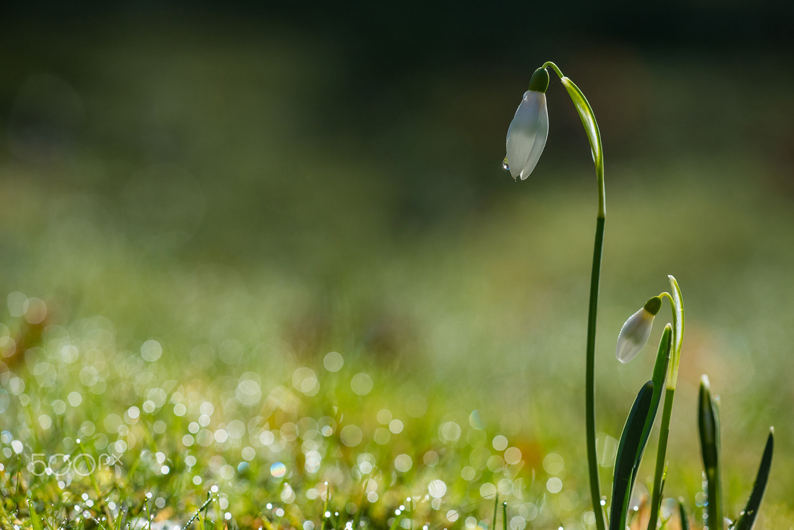 Sigma 150mm F2.8 EX DG Macro HSM sample photo. Oh snowdrop! photography