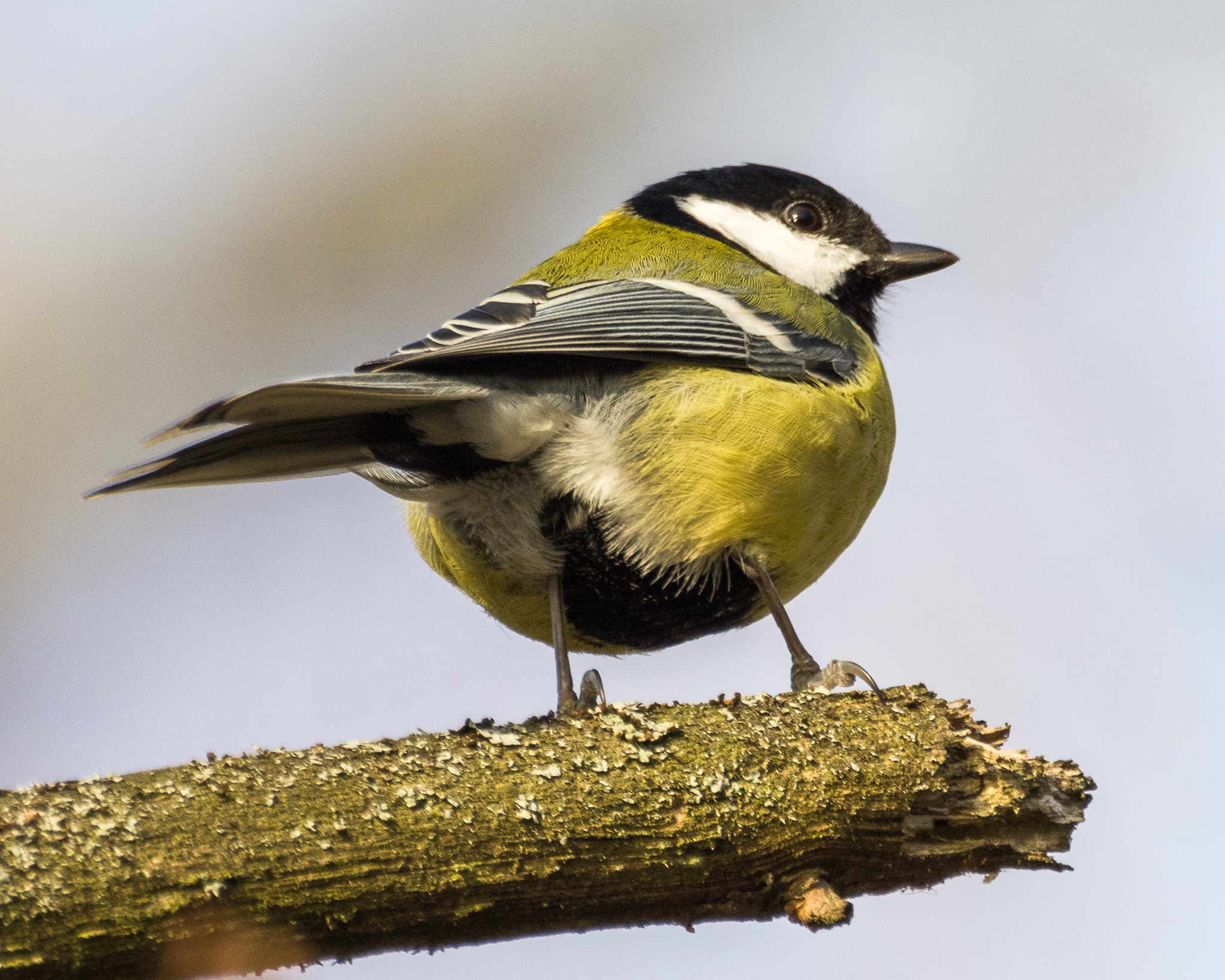 Pentax K-3 sample photo. Great tit perching photography