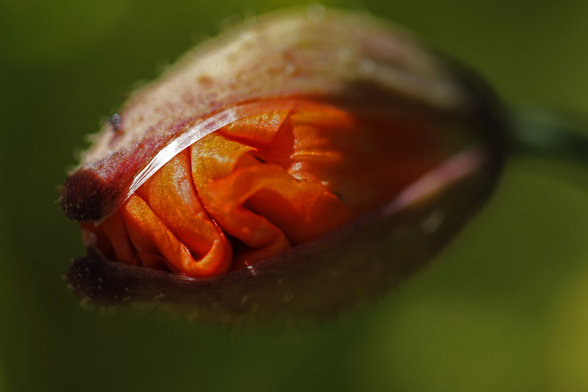 Canon EF 100mm F2.8L Macro IS USM sample photo. Unfolding nr. 3 photography