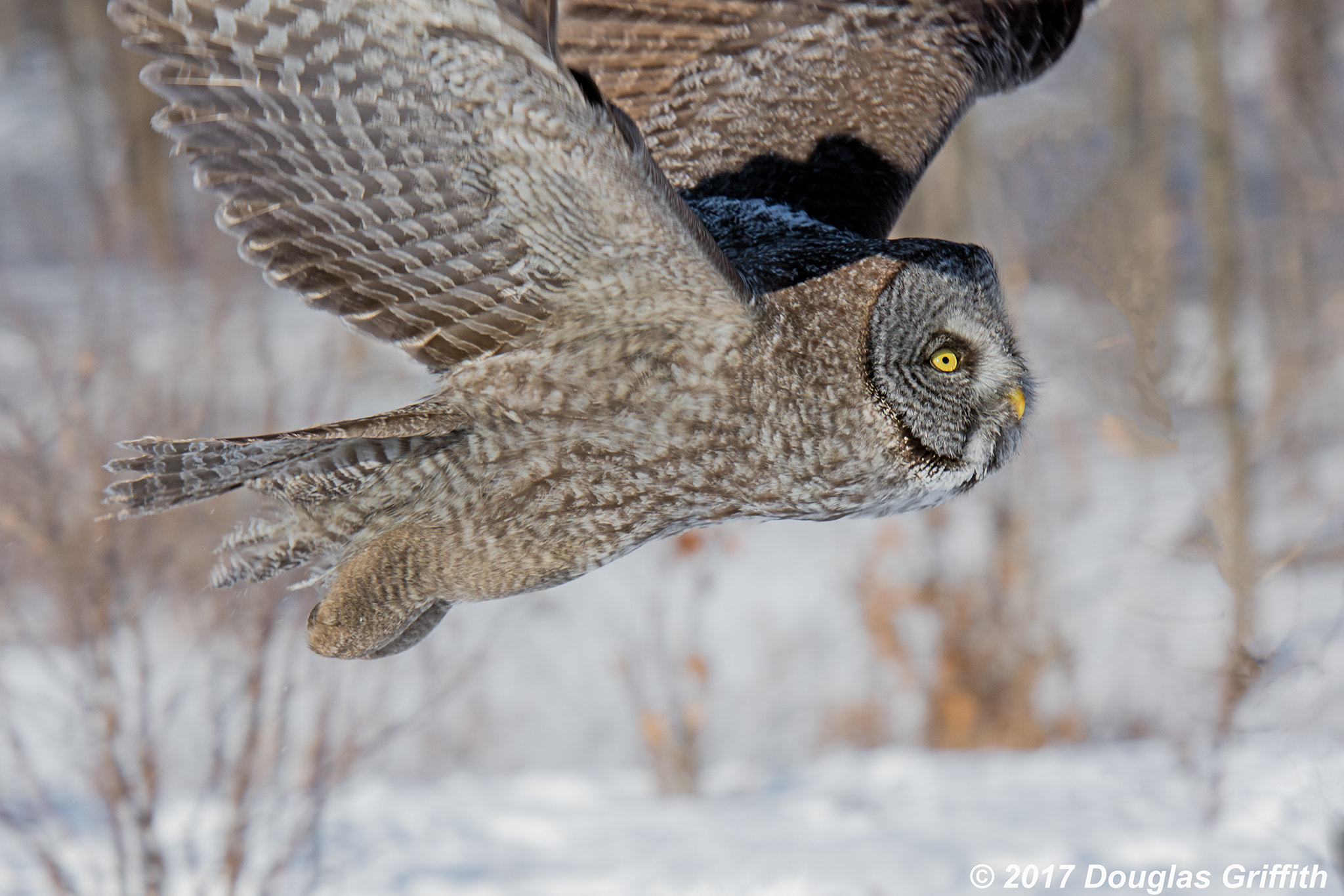 Nikon AF-S Nikkor 70-200mm F2.8G ED VR II sample photo. Low level fly past: great grey (gray) owl (strix nebulosa) photography