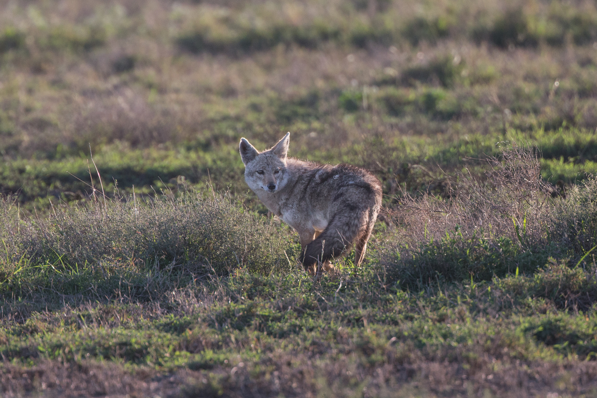 Canon EF 400mm F4 DO IS II USM sample photo. Who's behind? photography