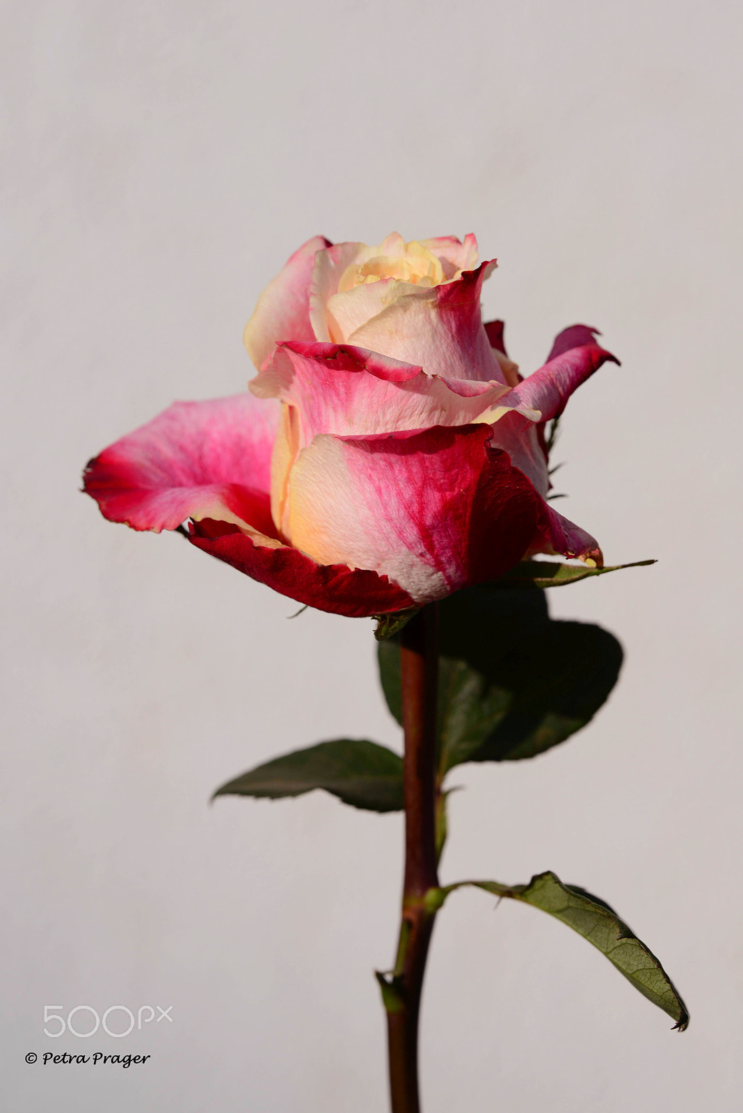 Sigma 150mm F2.8 EX DG OS Macro HSM sample photo. Rose photography
