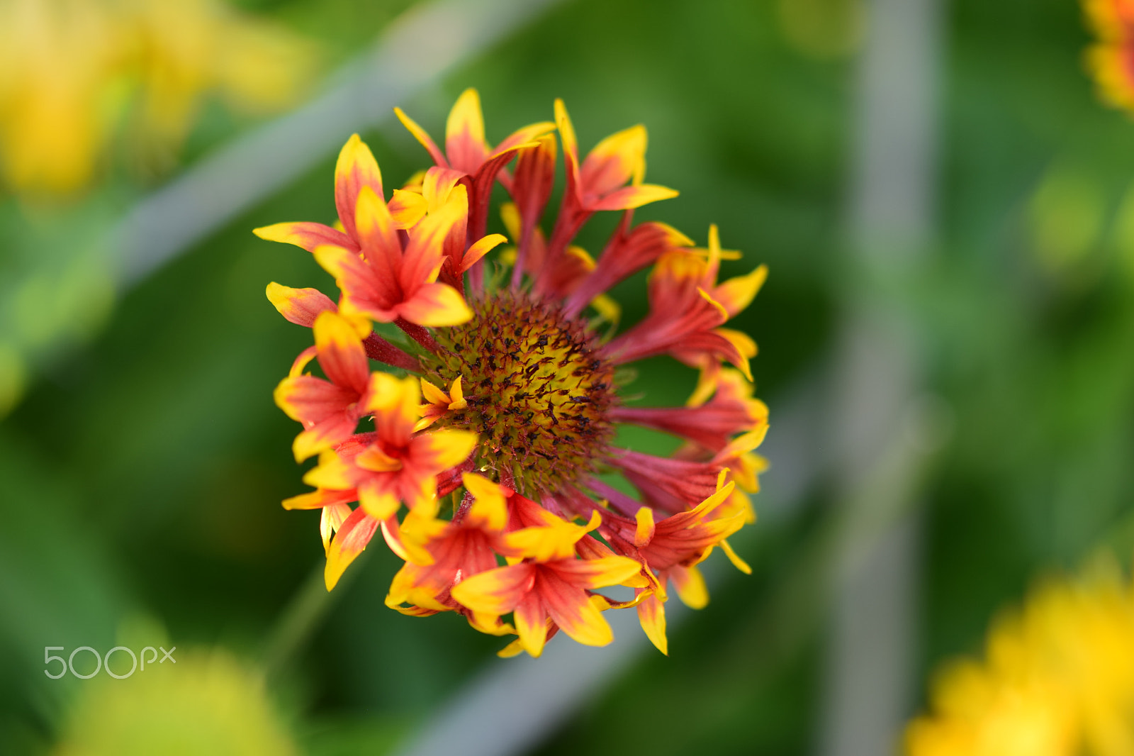 Sigma 105mm F2.8 EX DG OS HSM sample photo. Dsc photography
