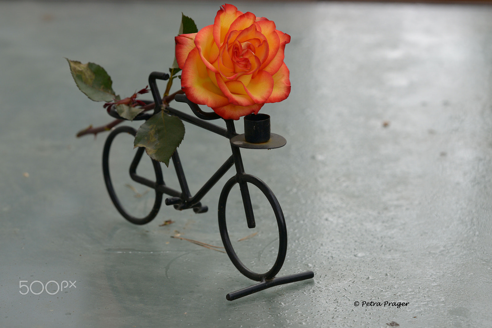 Sigma 150mm F2.8 EX DG OS Macro HSM sample photo. Rose photography
