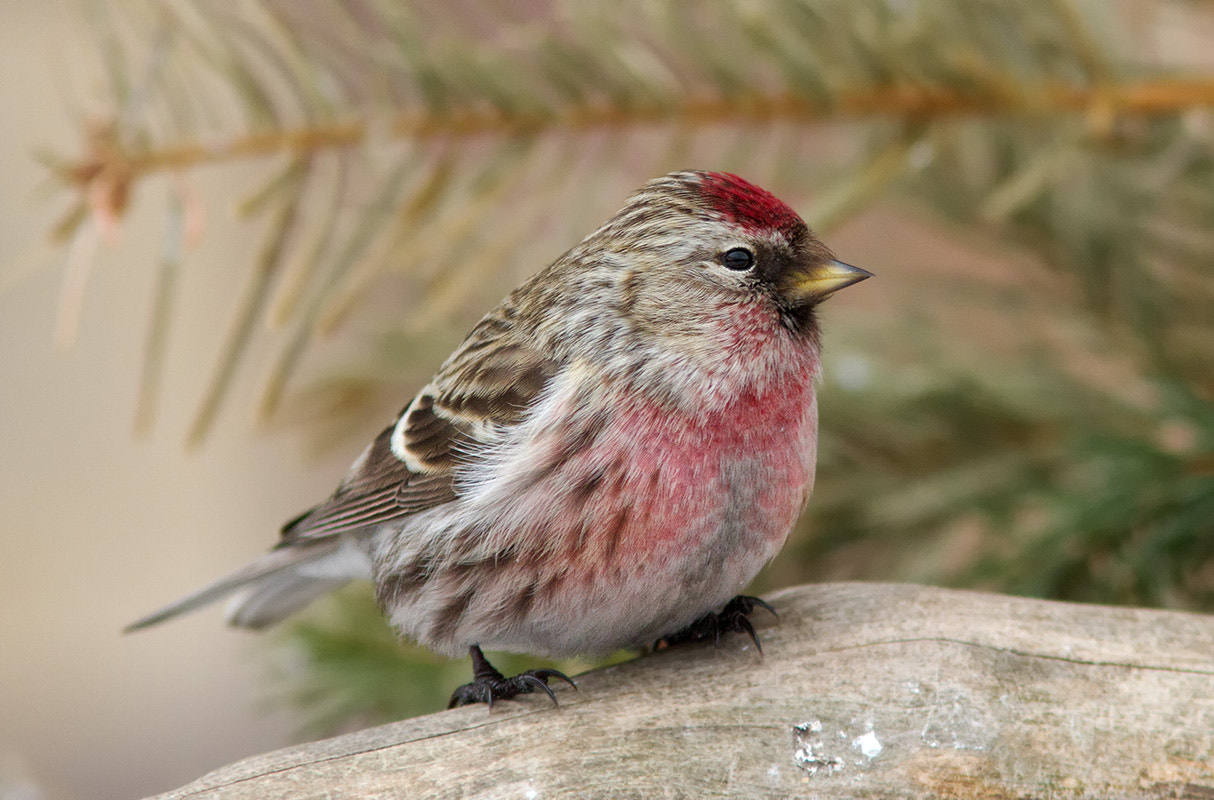 Canon EF 300mm F4L IS USM sample photo. Чечетка photography