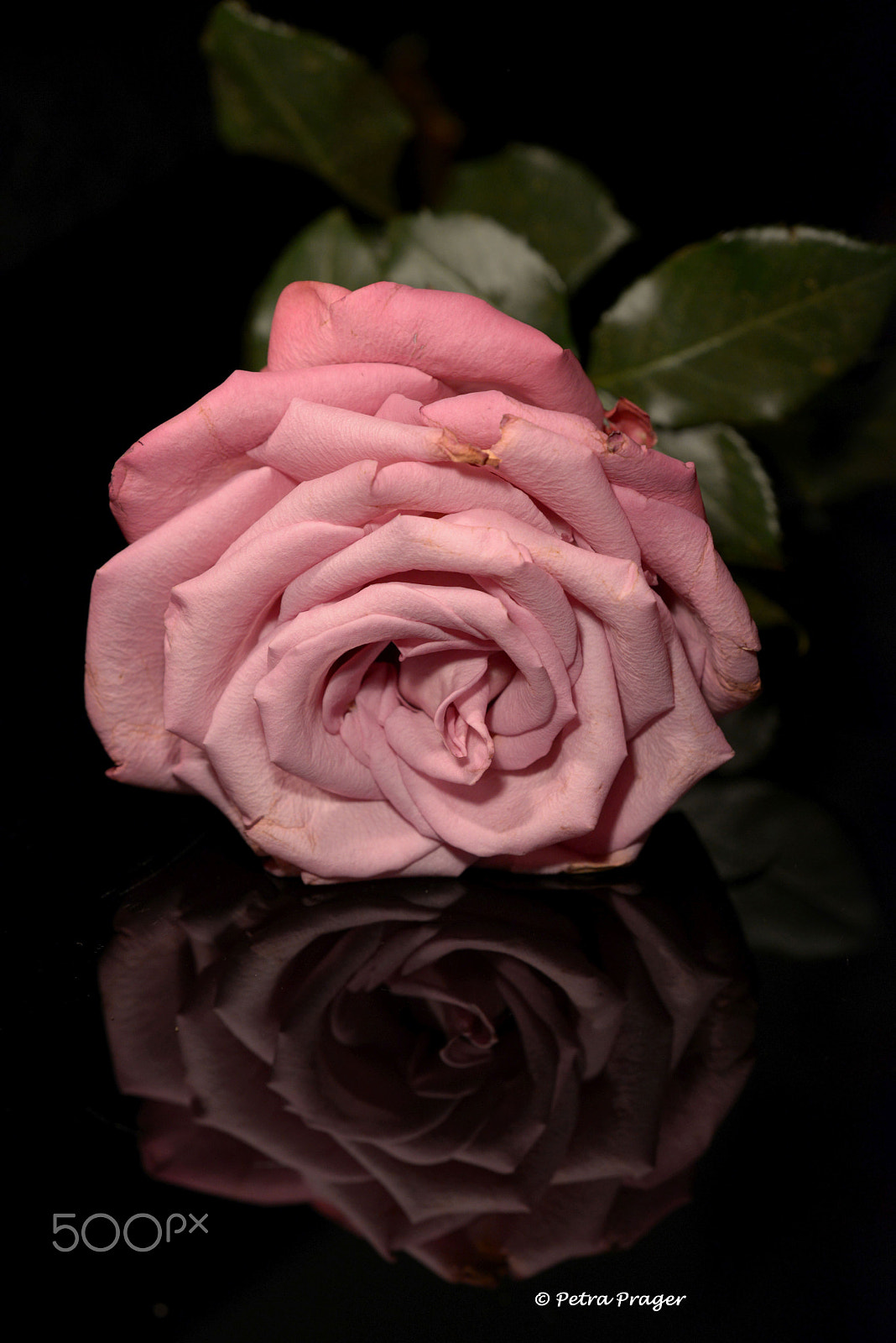 Nikon D800 sample photo. Rose- best time is gone photography