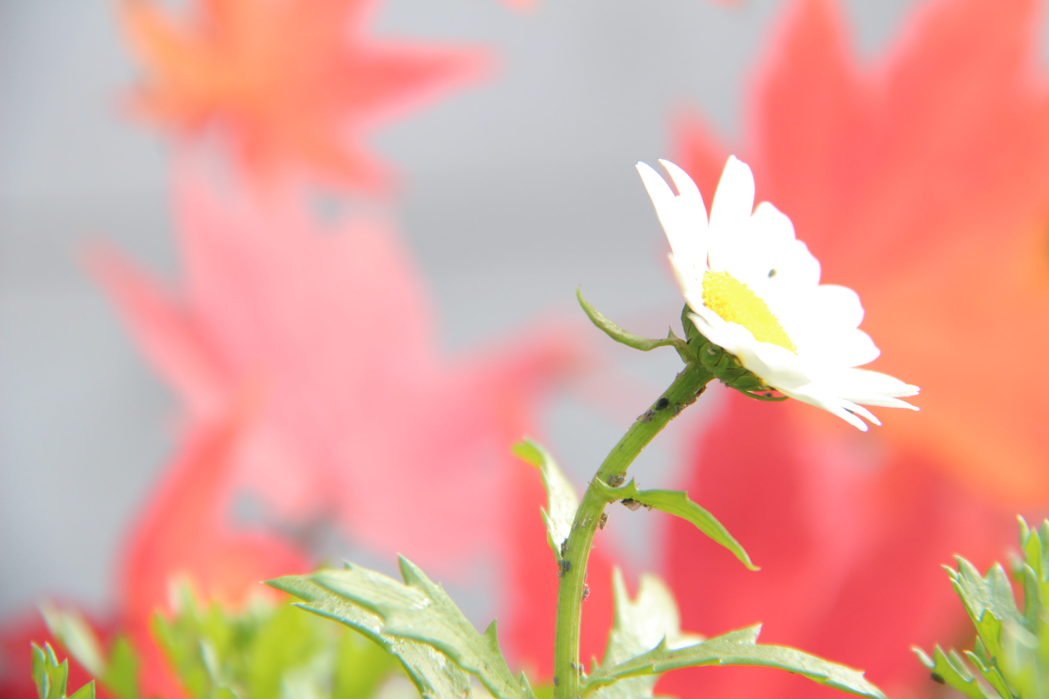 Canon EF-S 18-200mm F3.5-5.6 IS sample photo. 사랑스러운`````꽃 photography