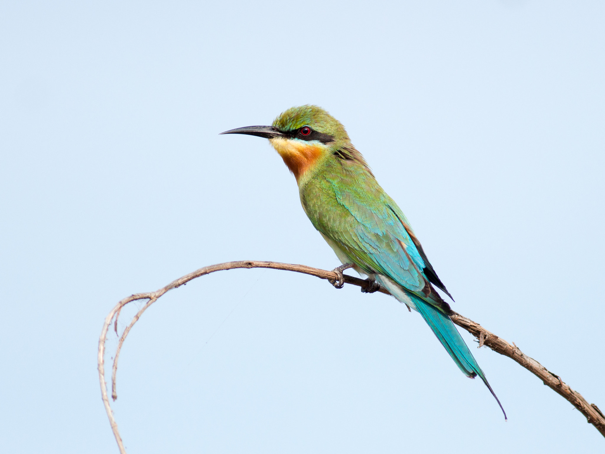 Olympus OM-D E-M1 + Metabones 400/5.6 sample photo. Blue-tailed bee-eater photography
