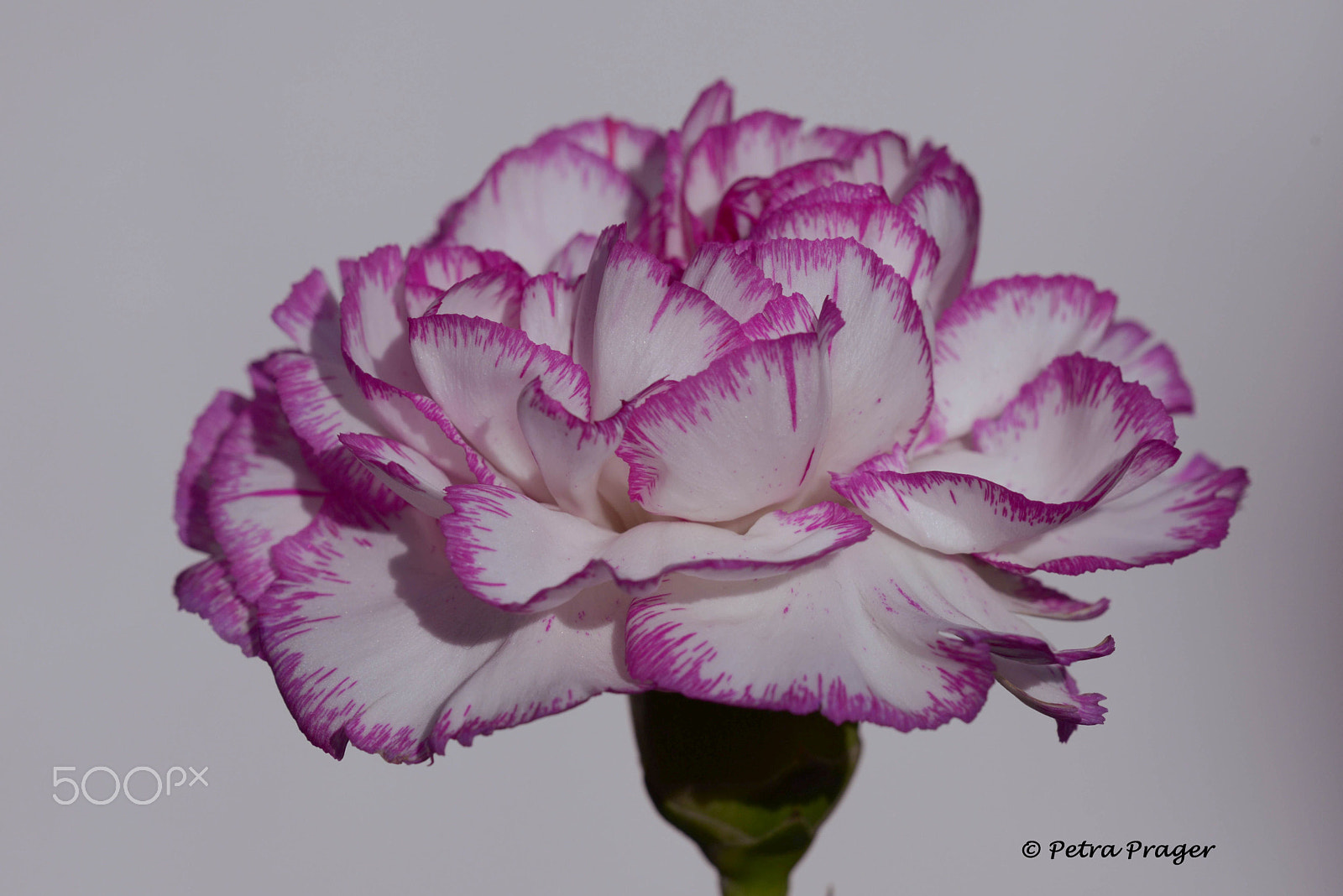 Sigma 150mm F2.8 EX DG OS Macro HSM sample photo. Close to pink photography