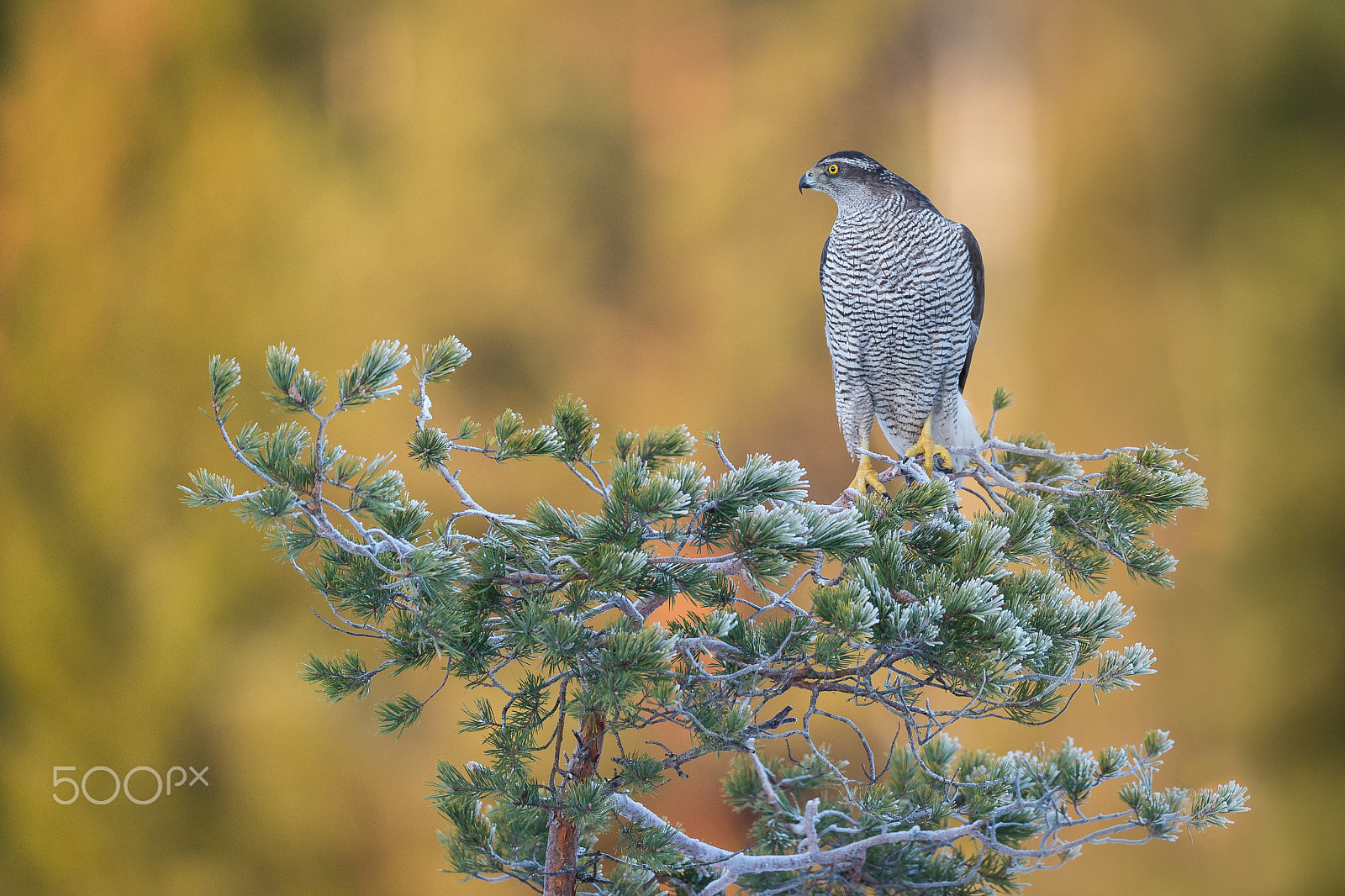 Nikon AF-S Nikkor 600mm F4E FL ED VR sample photo. Northern goshawk photography