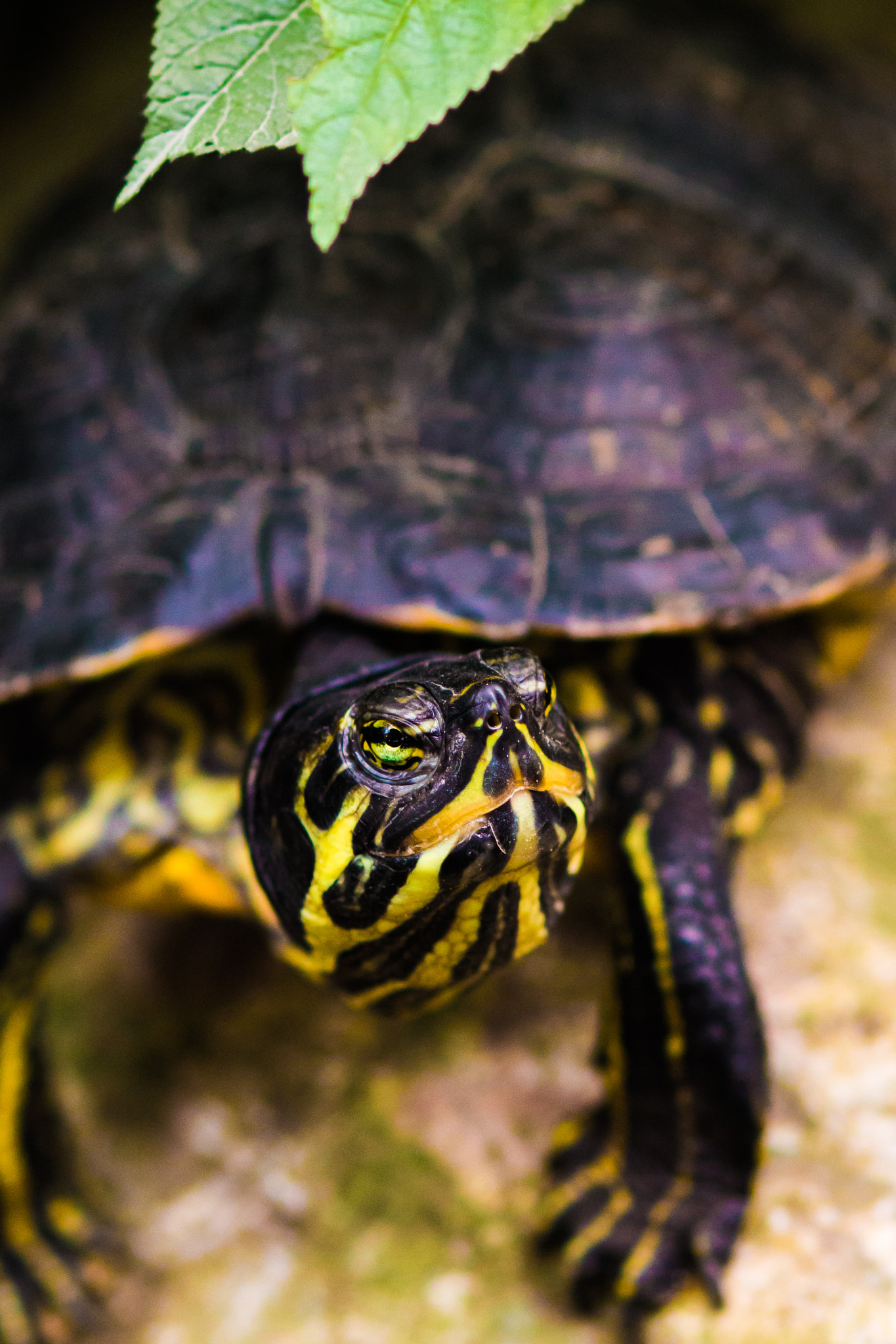 Sigma 85mm F1.4 EX DG HSM sample photo. Turtle photography