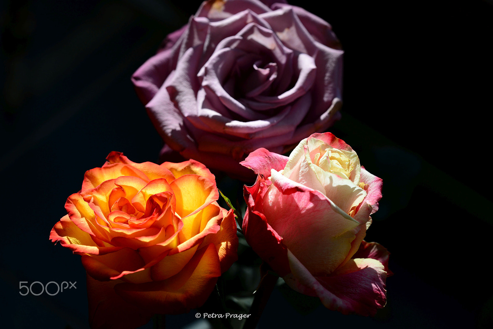 Sigma 150mm F2.8 EX DG OS Macro HSM sample photo. All my models photography