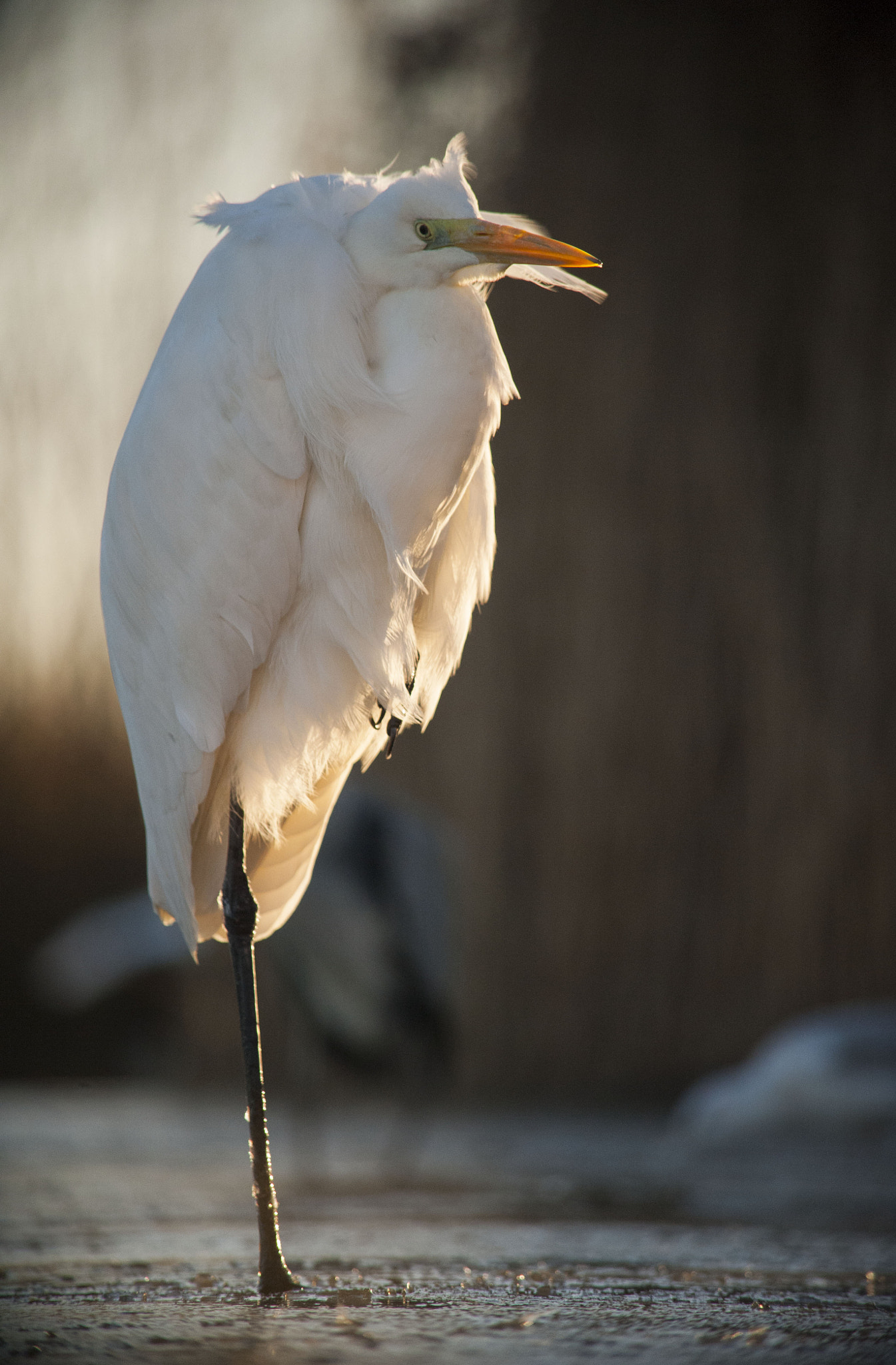 Nikon D700 sample photo. Great egret photography