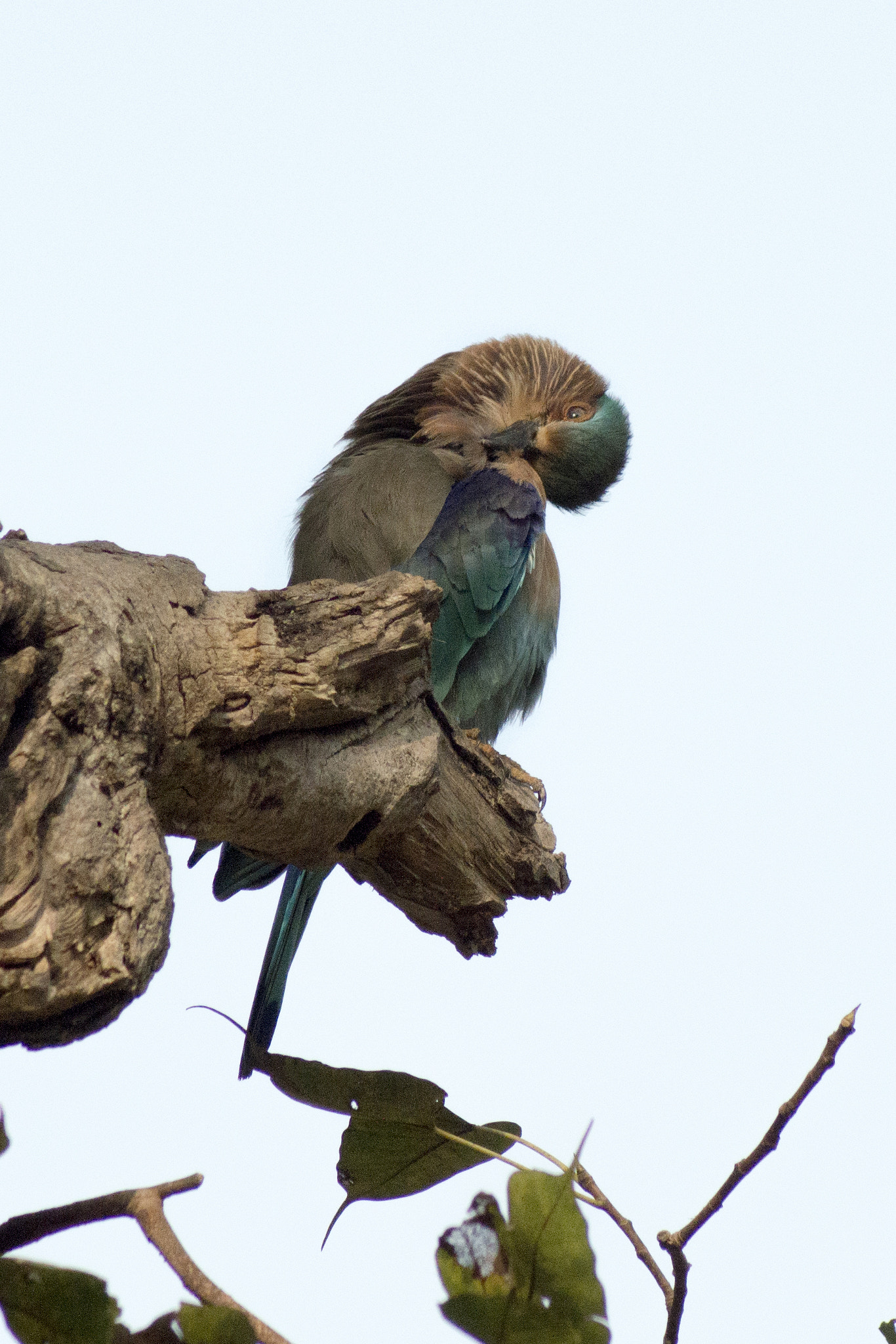 Nikon D3200 sample photo. Indian roller photography