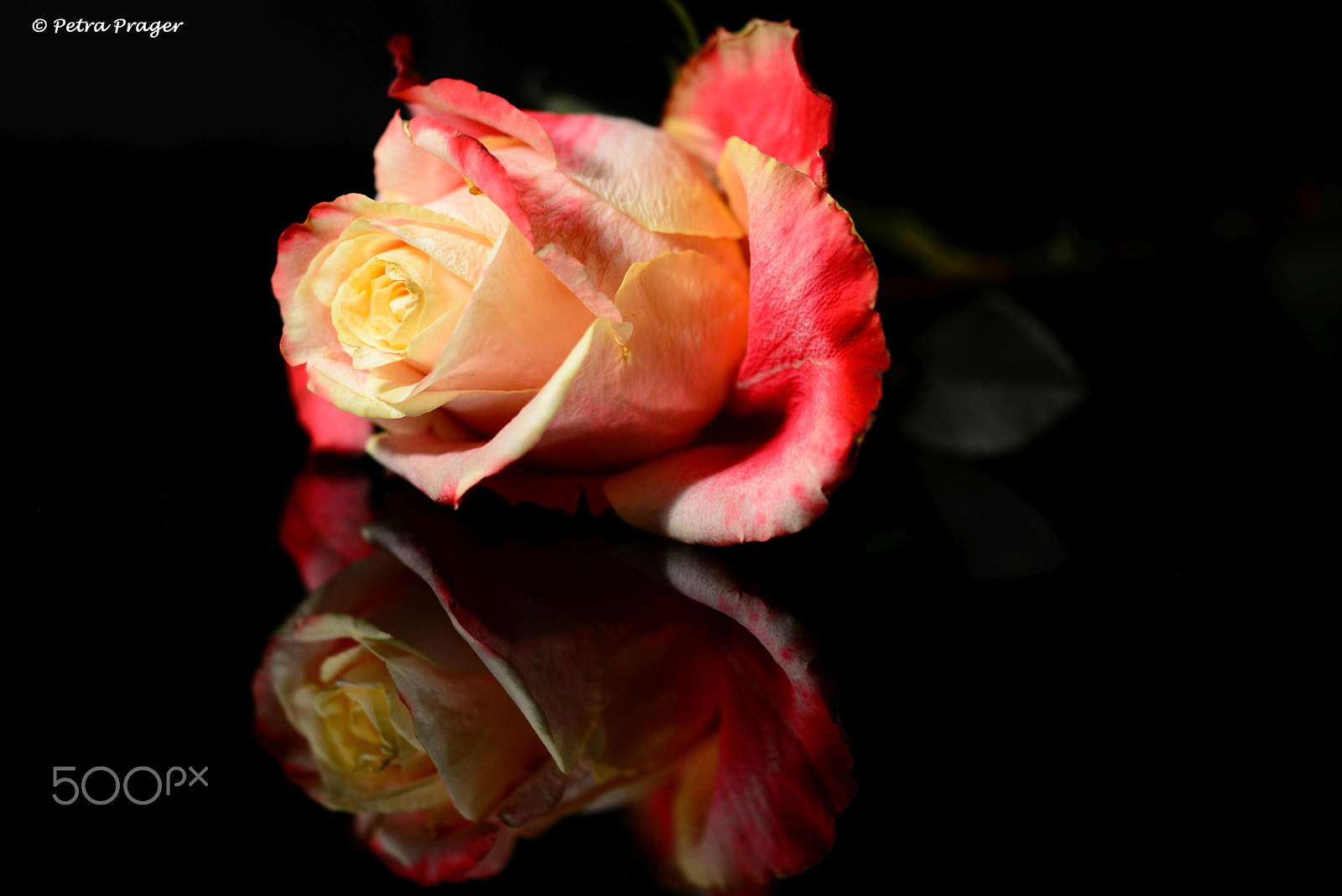 Nikon D800 sample photo. Lady rose photography