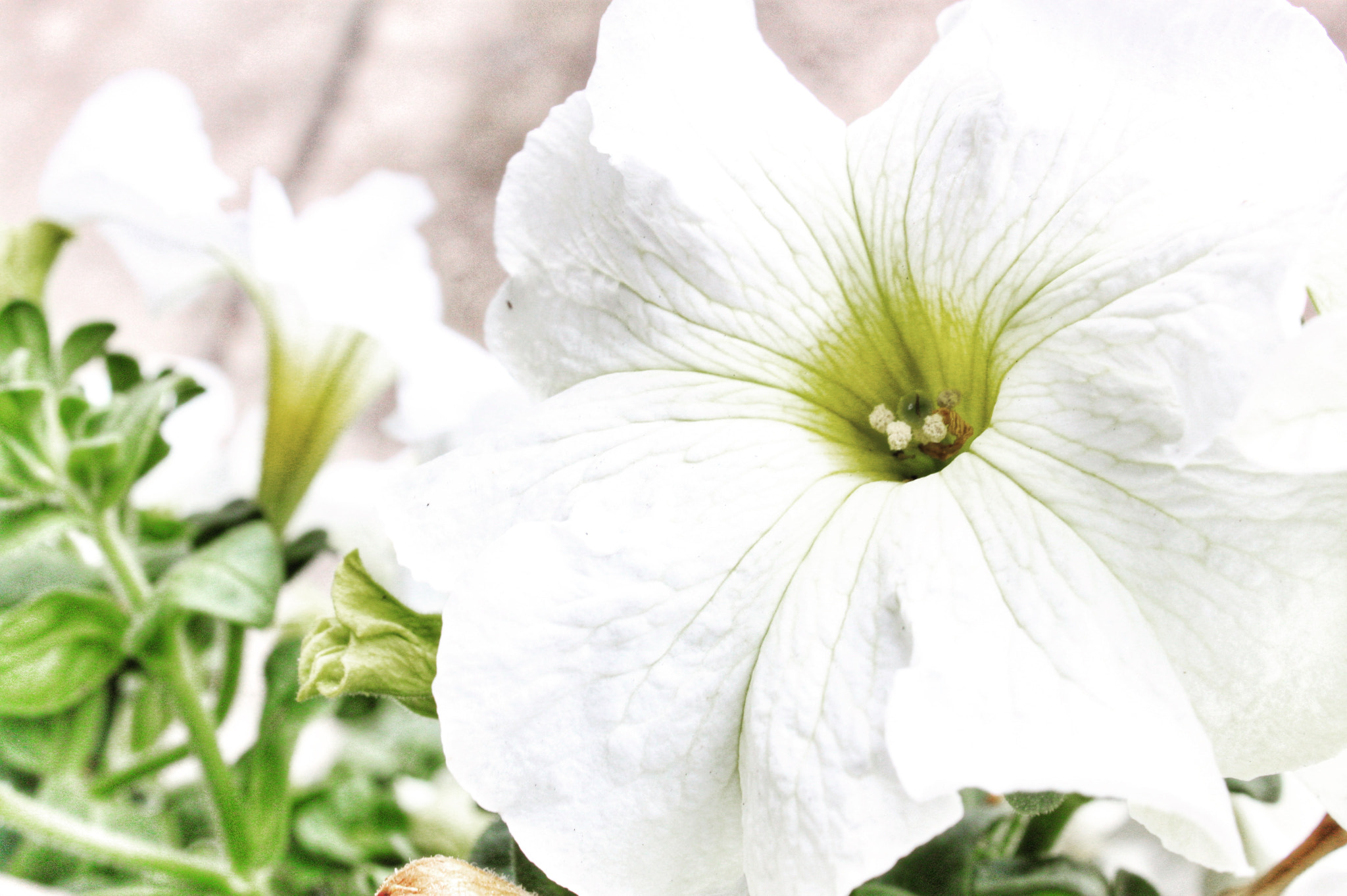 Canon EF-S 18-55mm F3.5-5.6 IS sample photo. Big white flower photography