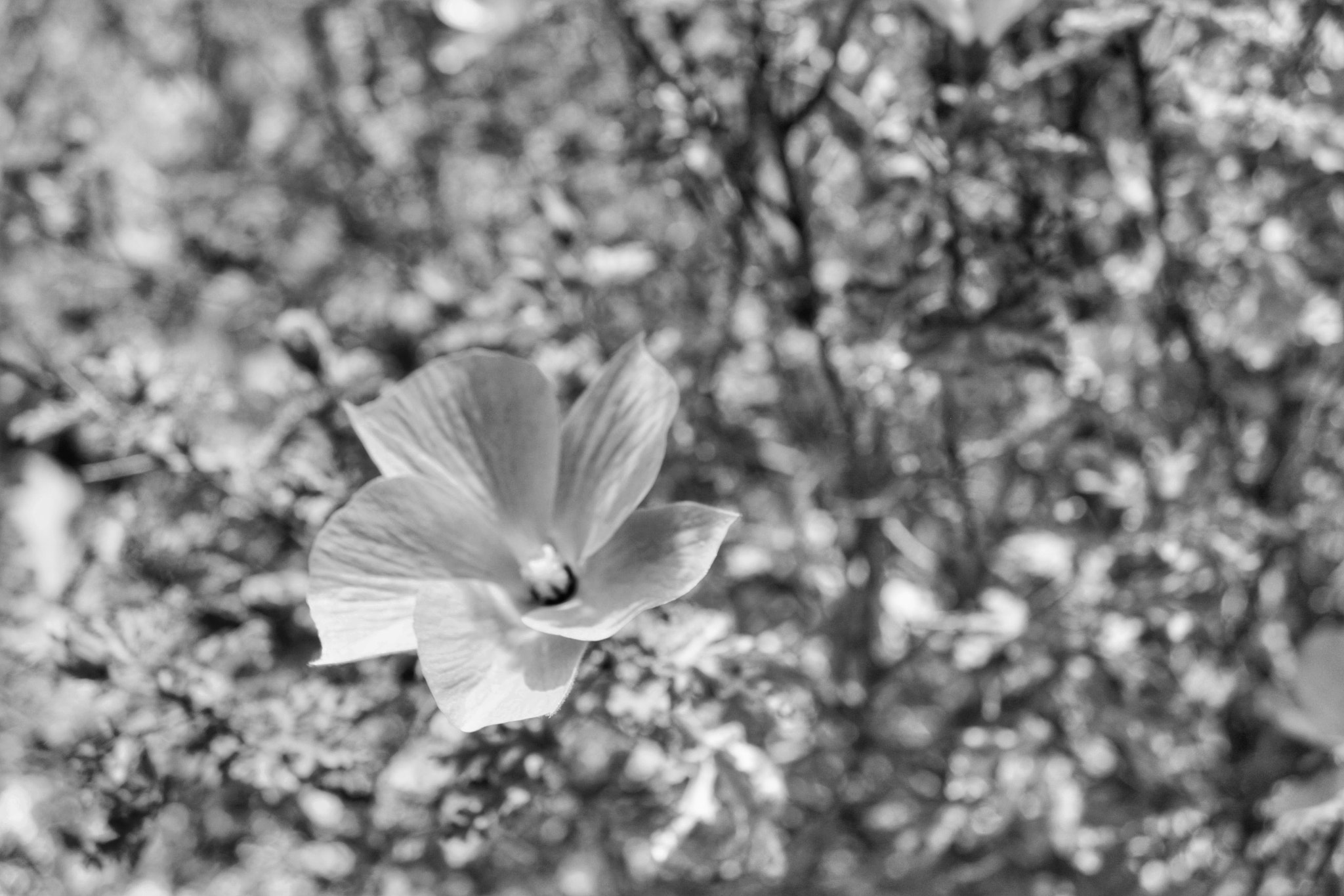 Canon EOS 500D (EOS Rebel T1i / EOS Kiss X3) + Canon EF-S 18-55mm F3.5-5.6 IS sample photo. Black and white flower photography