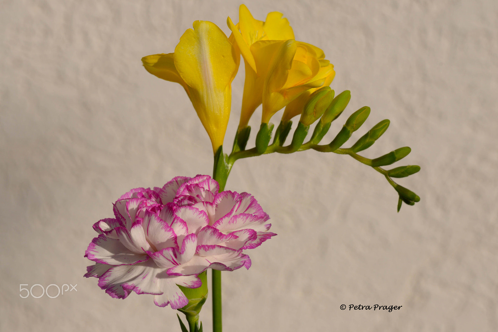 Nikon D800 sample photo. Yellow and pink photography