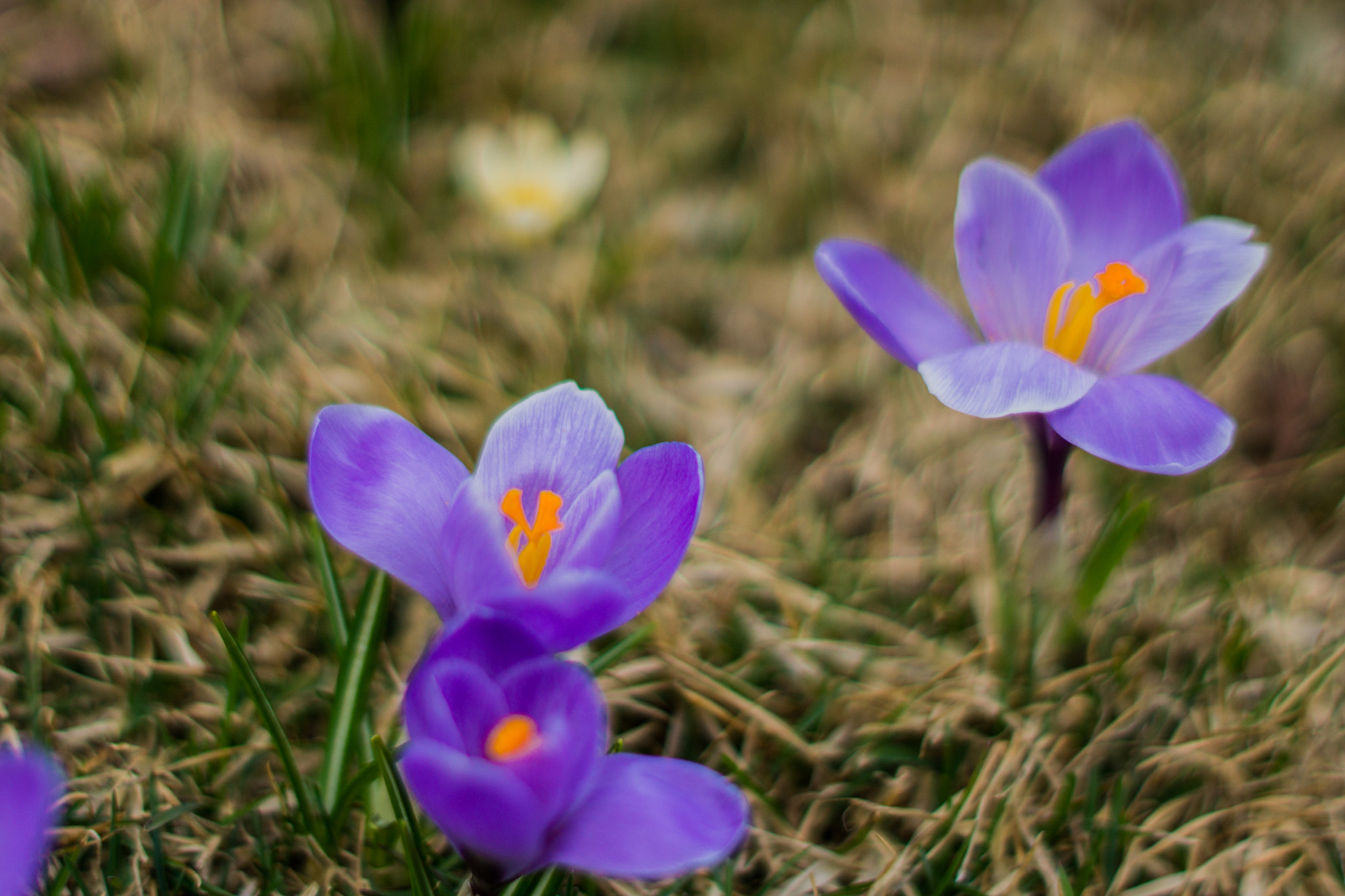 Sony SLT-A65 (SLT-A65V) + Sony 50mm F1.4 sample photo