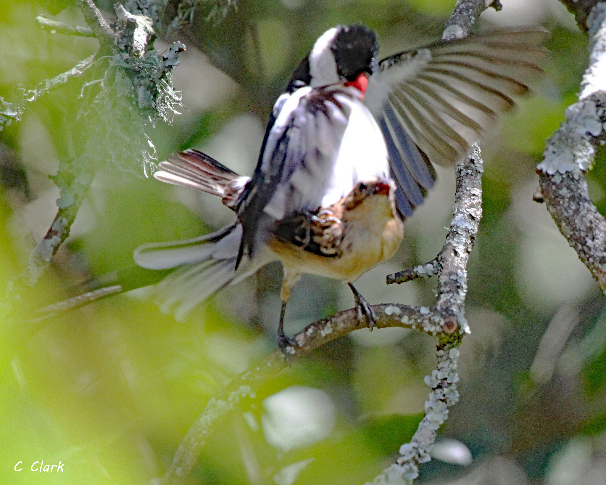 Canon EF 100-400mm F4.5-5.6L IS USM sample photo. Spotlight on pin-tailed whydahs photography