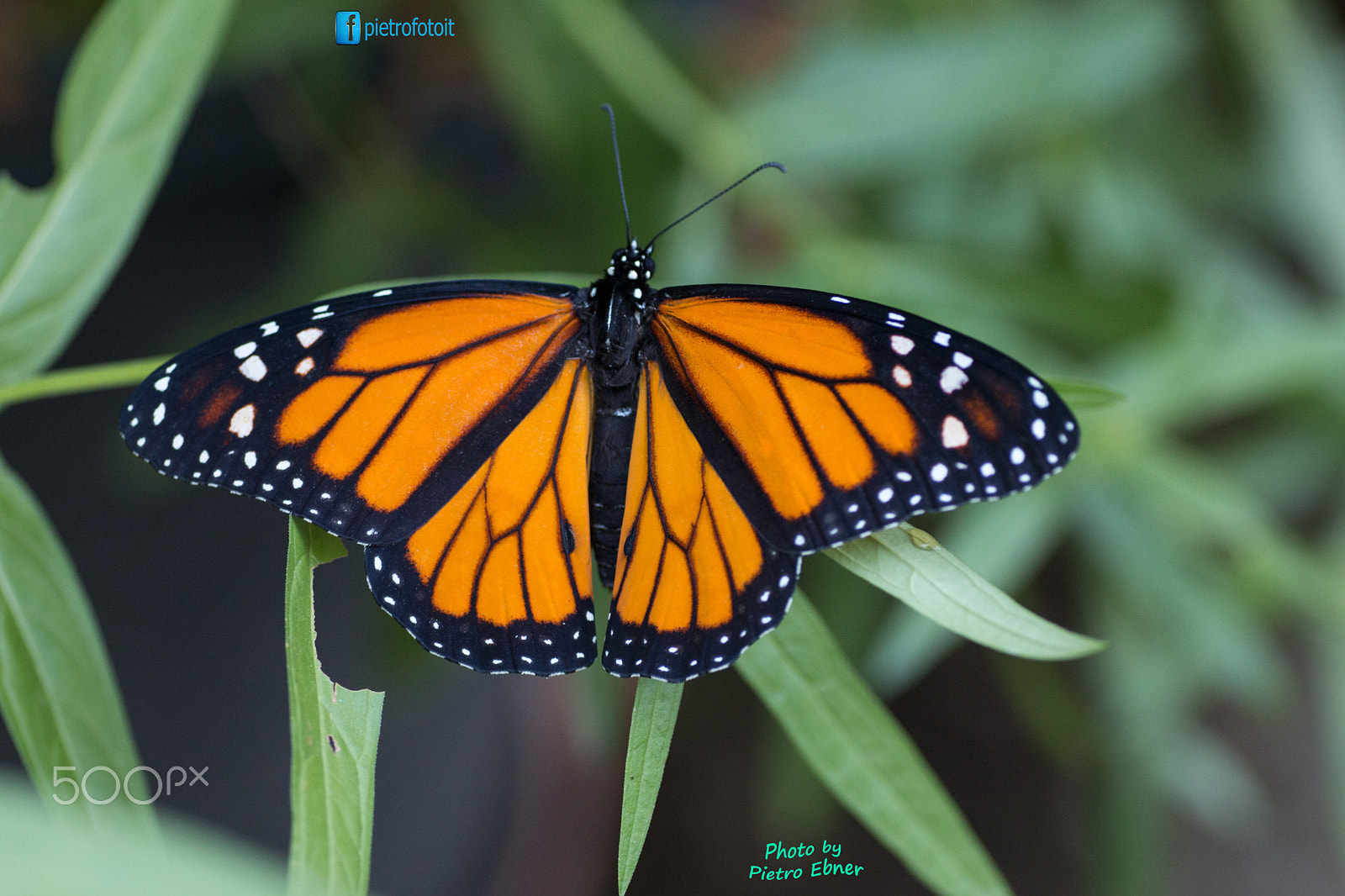 Canon EOS 70D + Tamron SP AF 90mm F2.8 Di Macro sample photo. Monarch butterfly photography