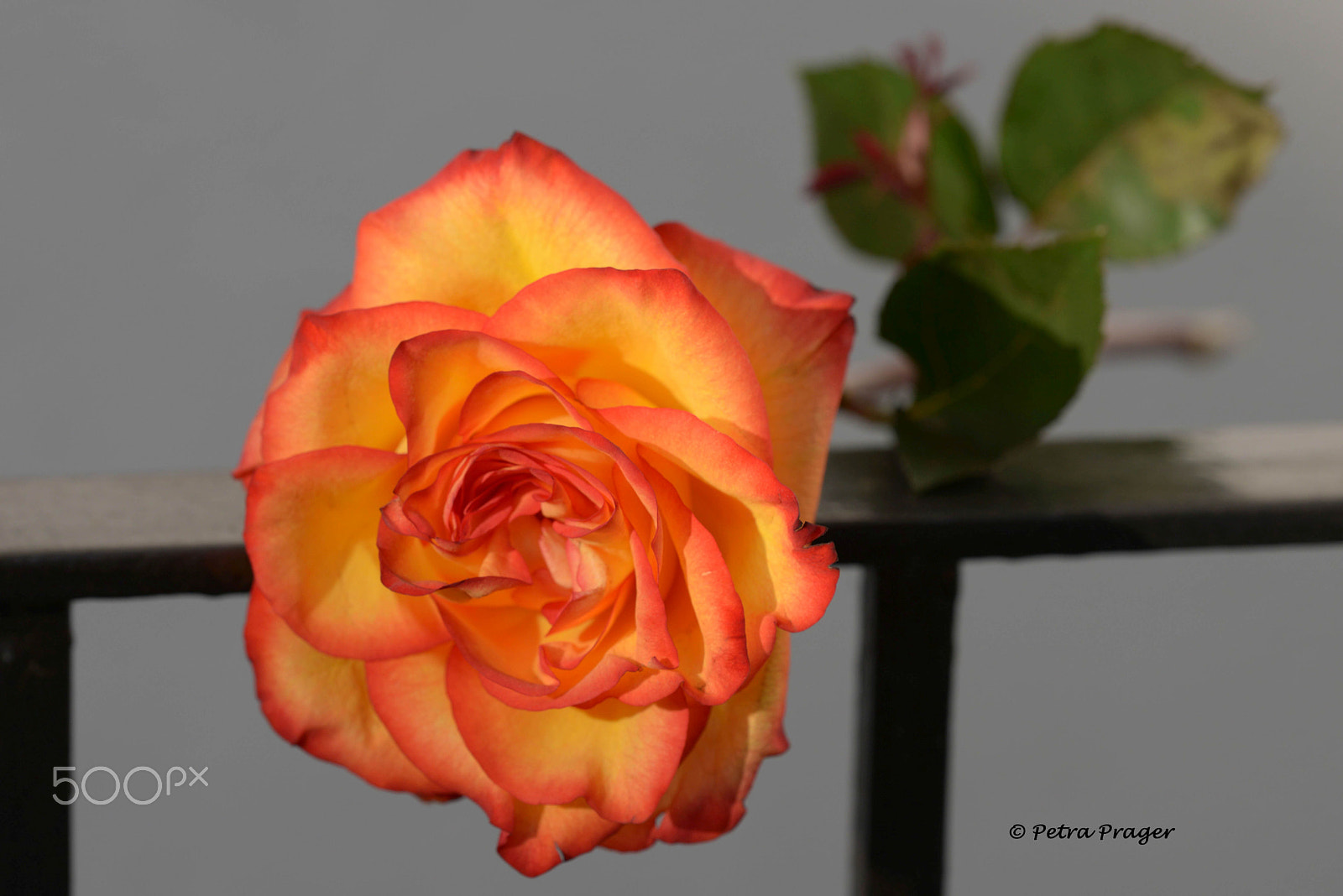 Nikon D800 sample photo. Rose on the fence photography