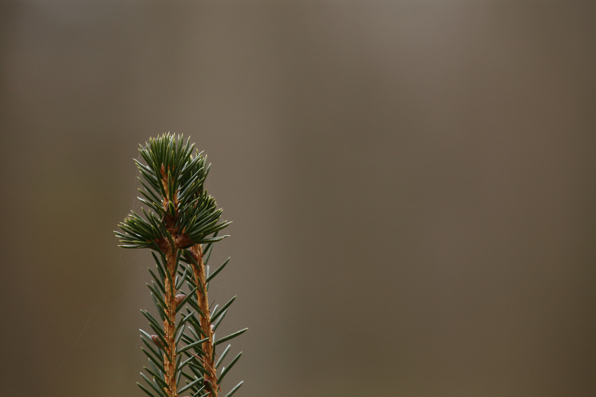 Canon EOS 6D + Canon EF 70-200mm F2.8L IS II USM sample photo. Joung tree photography