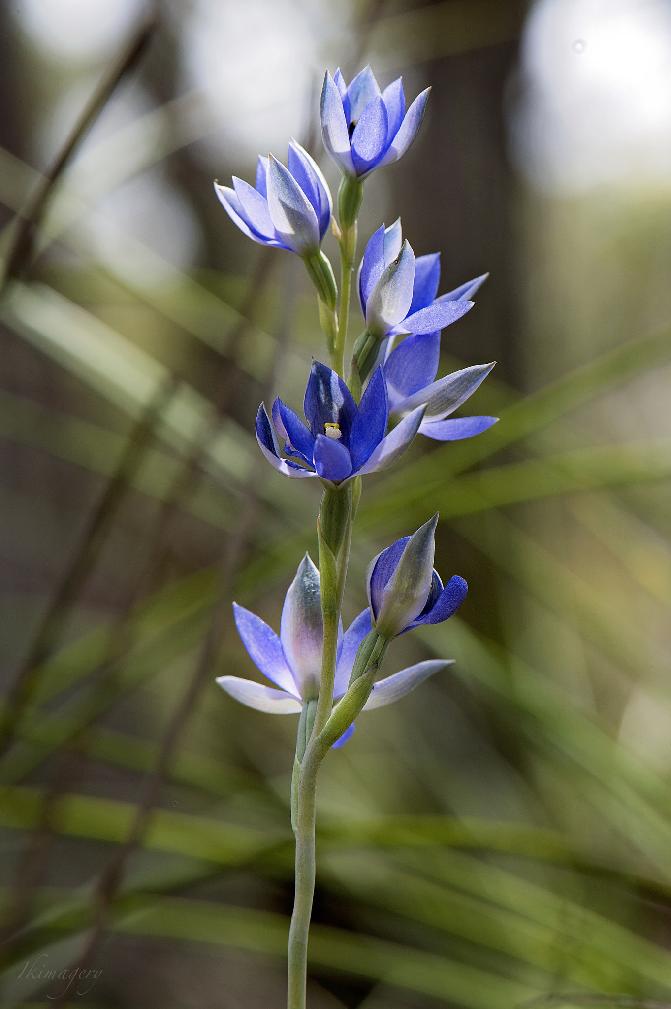 Nikon AF-S Micro-Nikkor 105mm F2.8G IF-ED VR sample photo. Into the country blue beauty photography