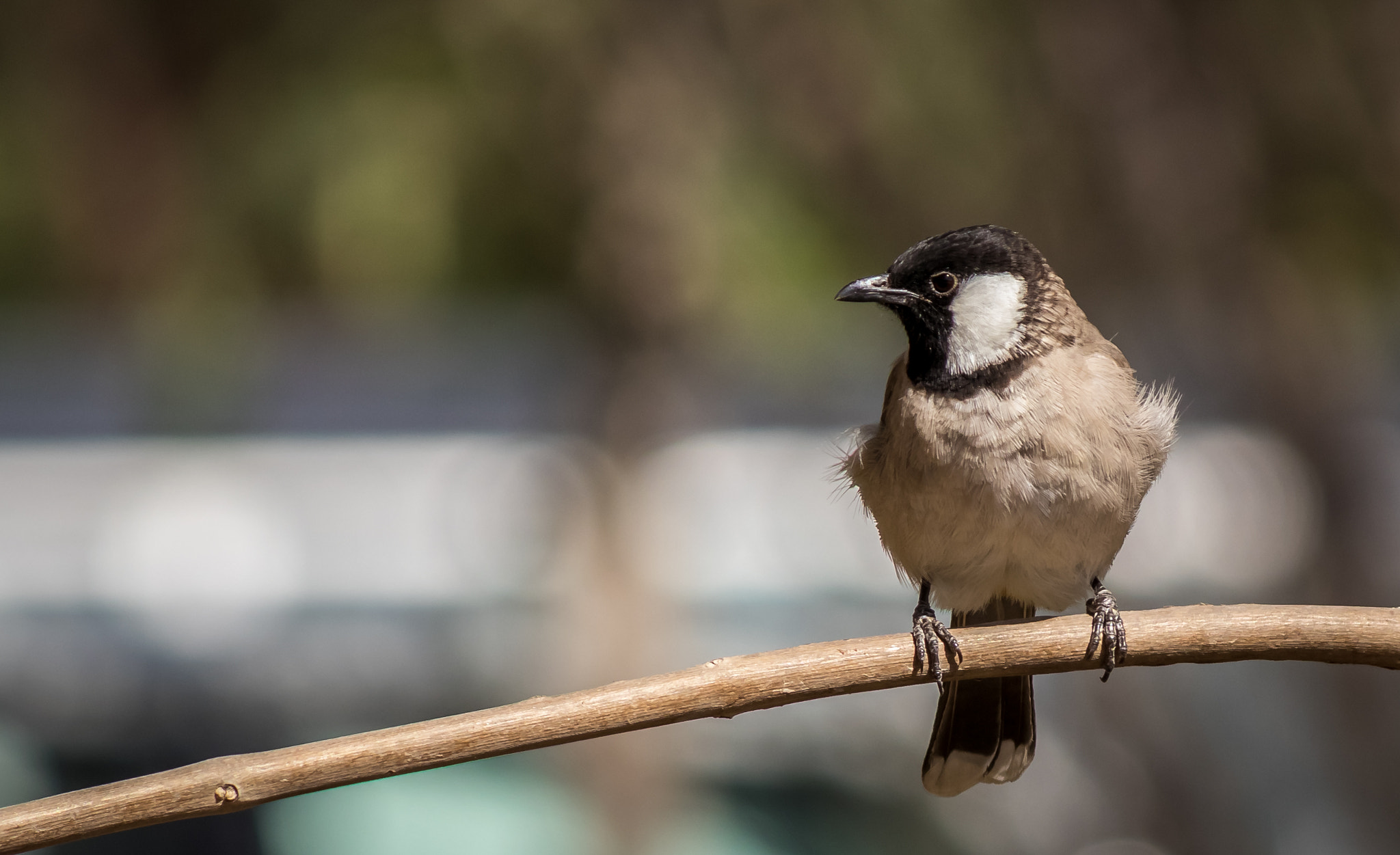 Canon EF-S 55-250mm F4-5.6 IS II sample photo. Capturing birds in dubai photography