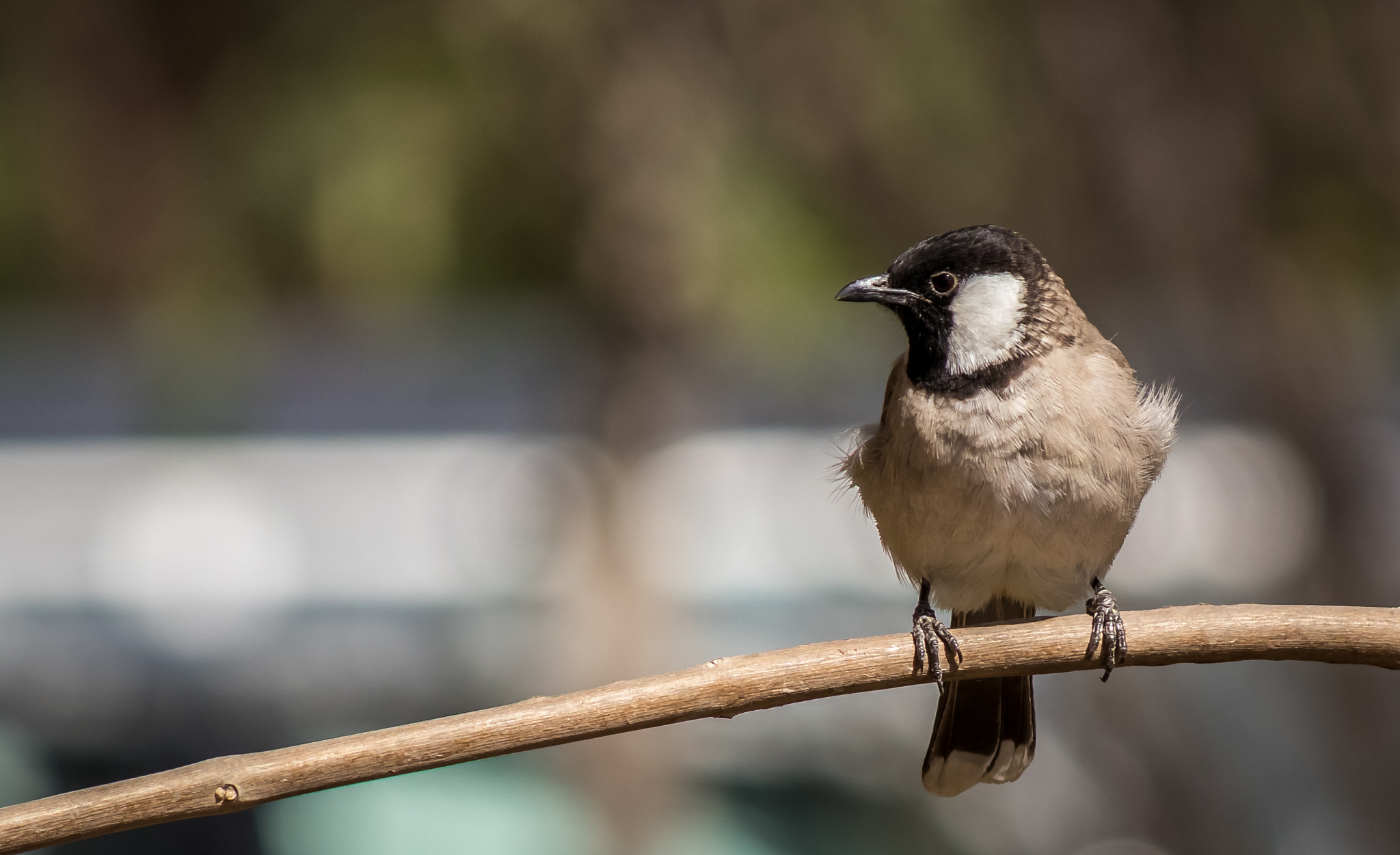 Canon EOS 80D sample photo. Capturing birds in dubai photography