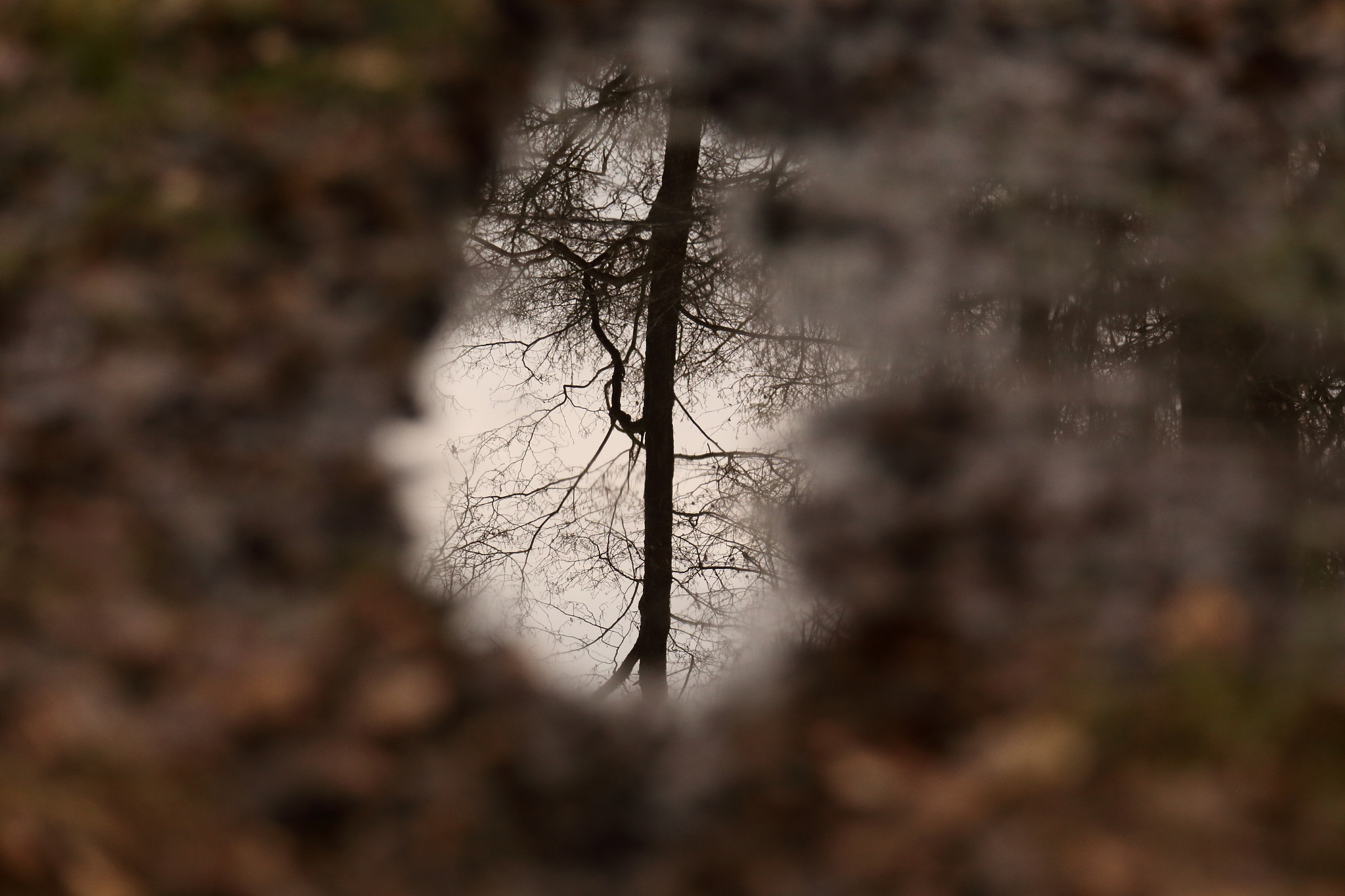 Canon EF 70-200mm F2.8L IS II USM sample photo. Forestmirror photography