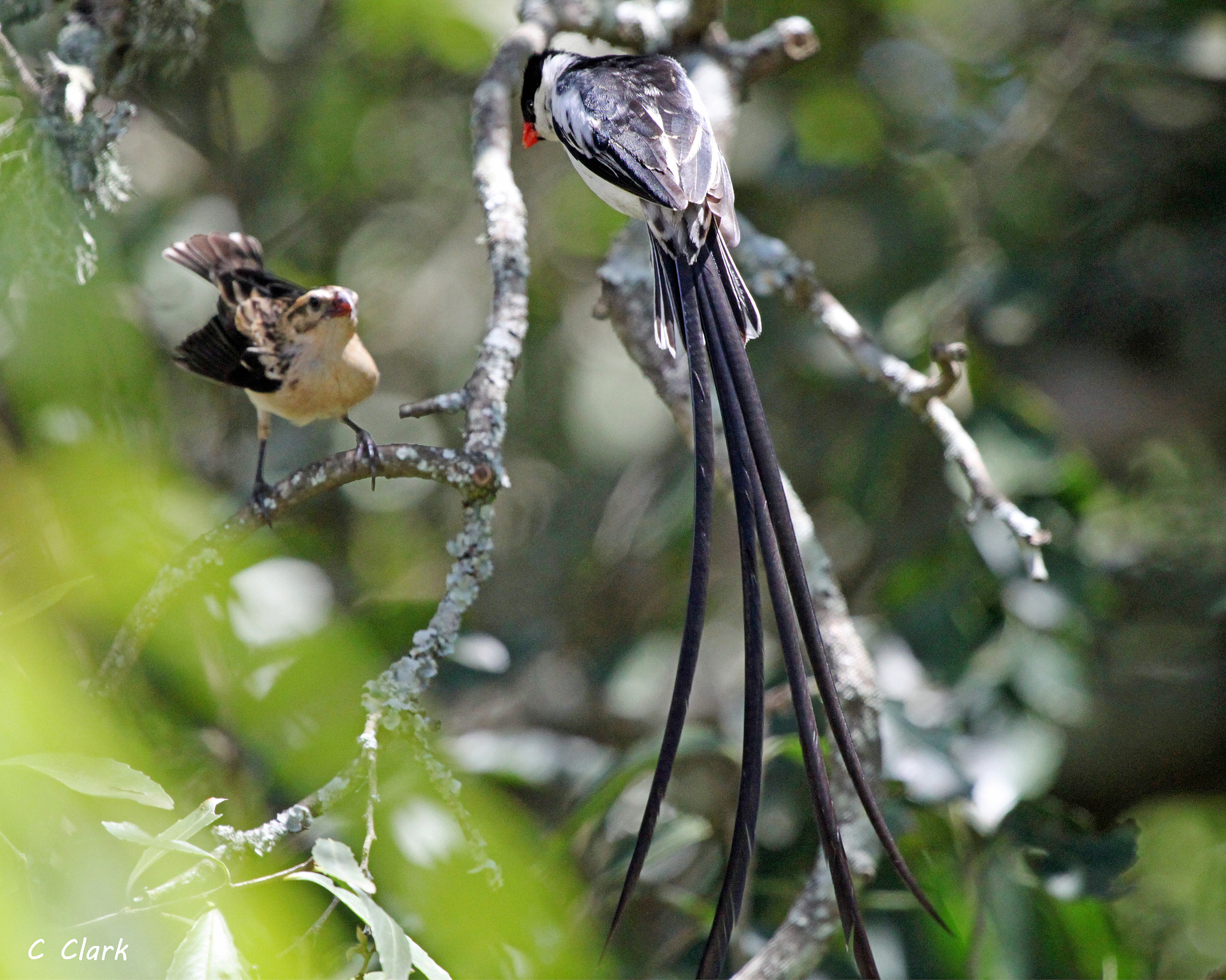 Canon EF 100-400mm F4.5-5.6L IS USM sample photo. Pin-tailed whydah courtship photography