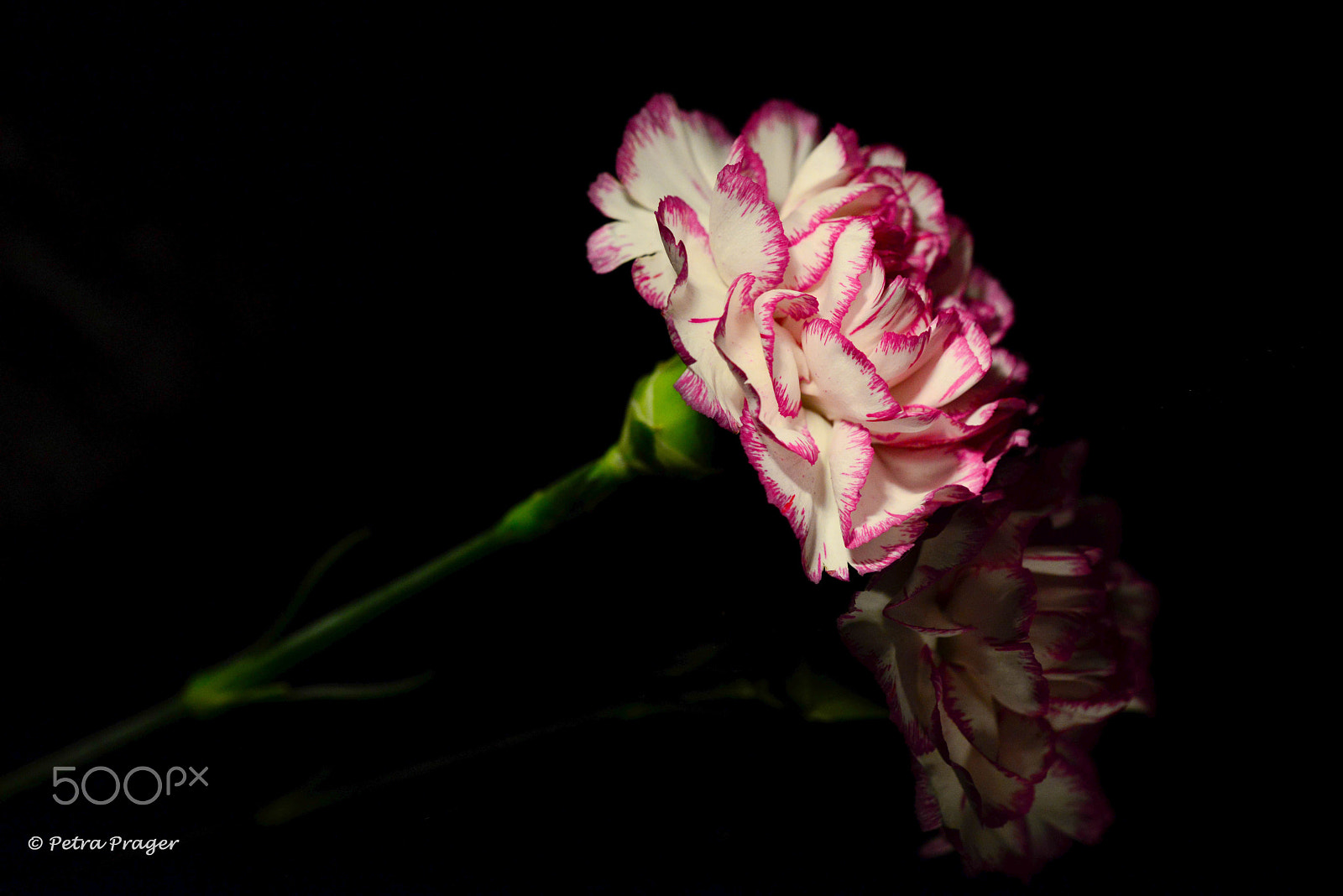 Sigma 150mm F2.8 EX DG OS Macro HSM sample photo. Nelke photography