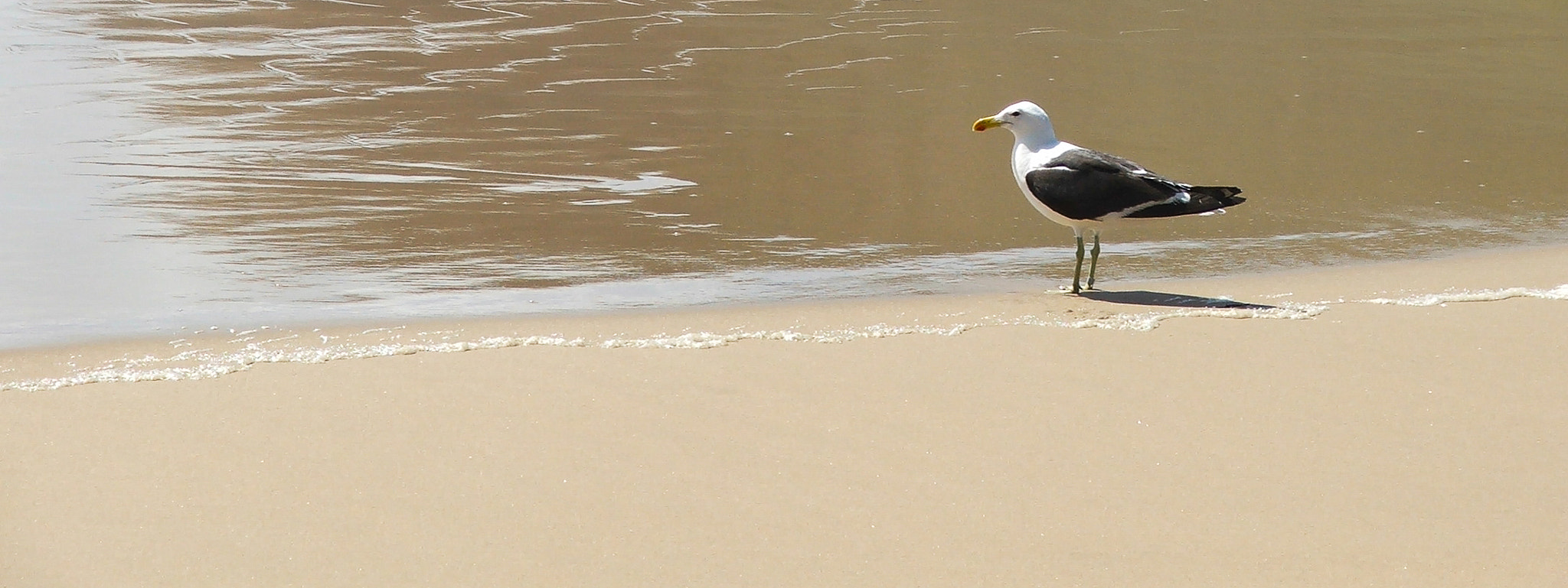 Fujifilm FinePix S5500 sample photo. Jonathan livingstone seagull #1 photography