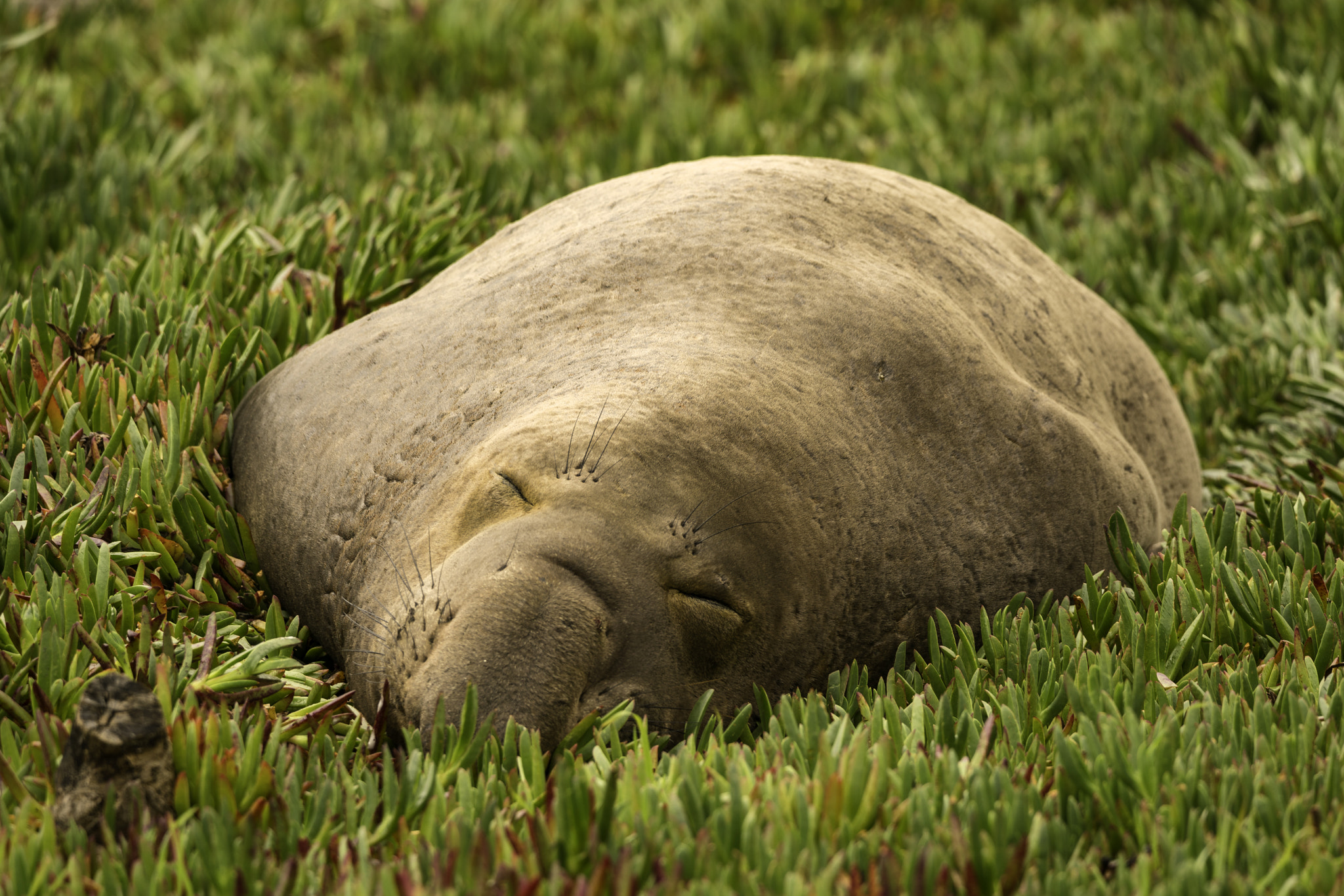 150-600mm F5-6.2 OSS sample photo. Hey i'm sleeping here! photography